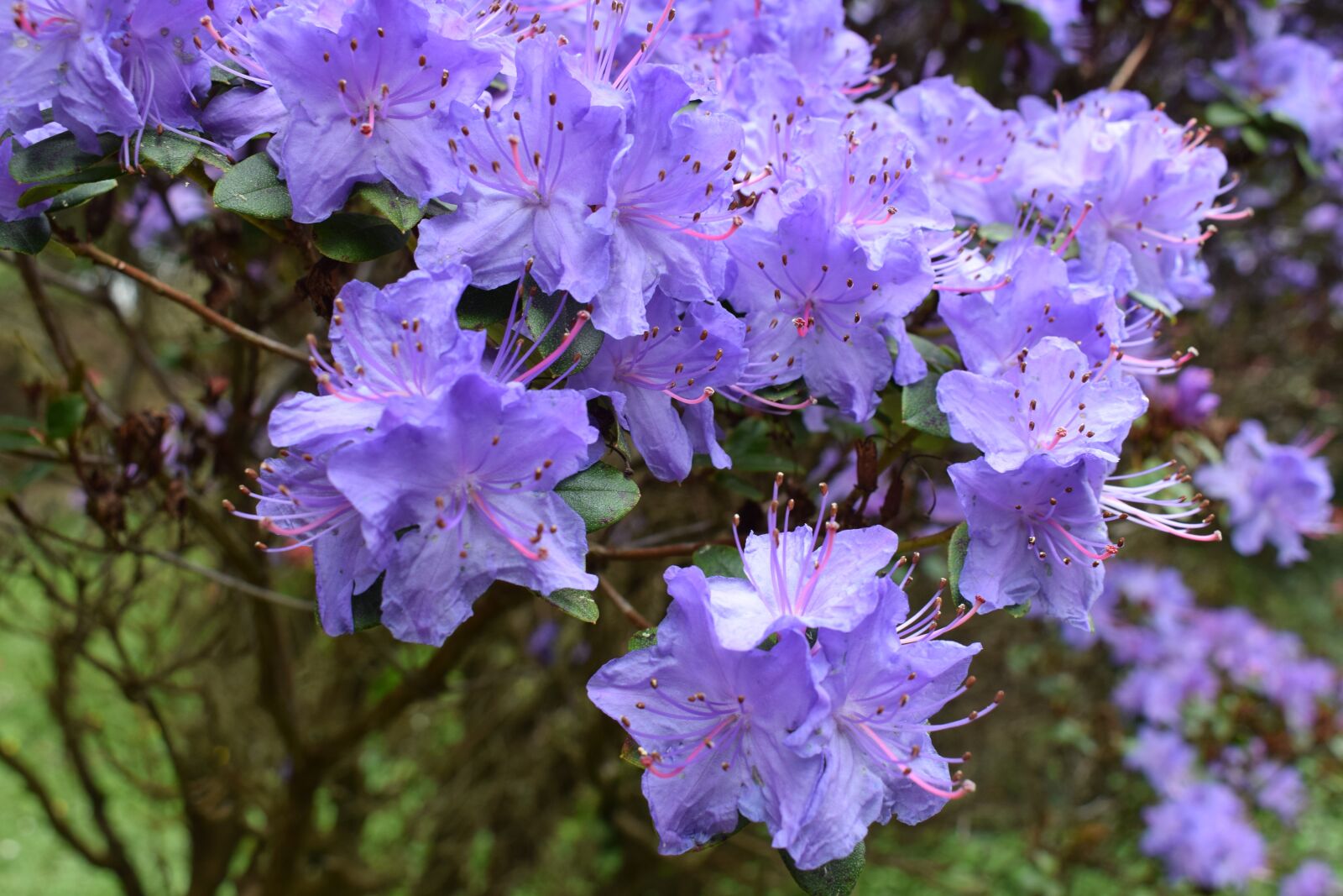 Nikon D3300 sample photo. Blossom, bloom, flower photography