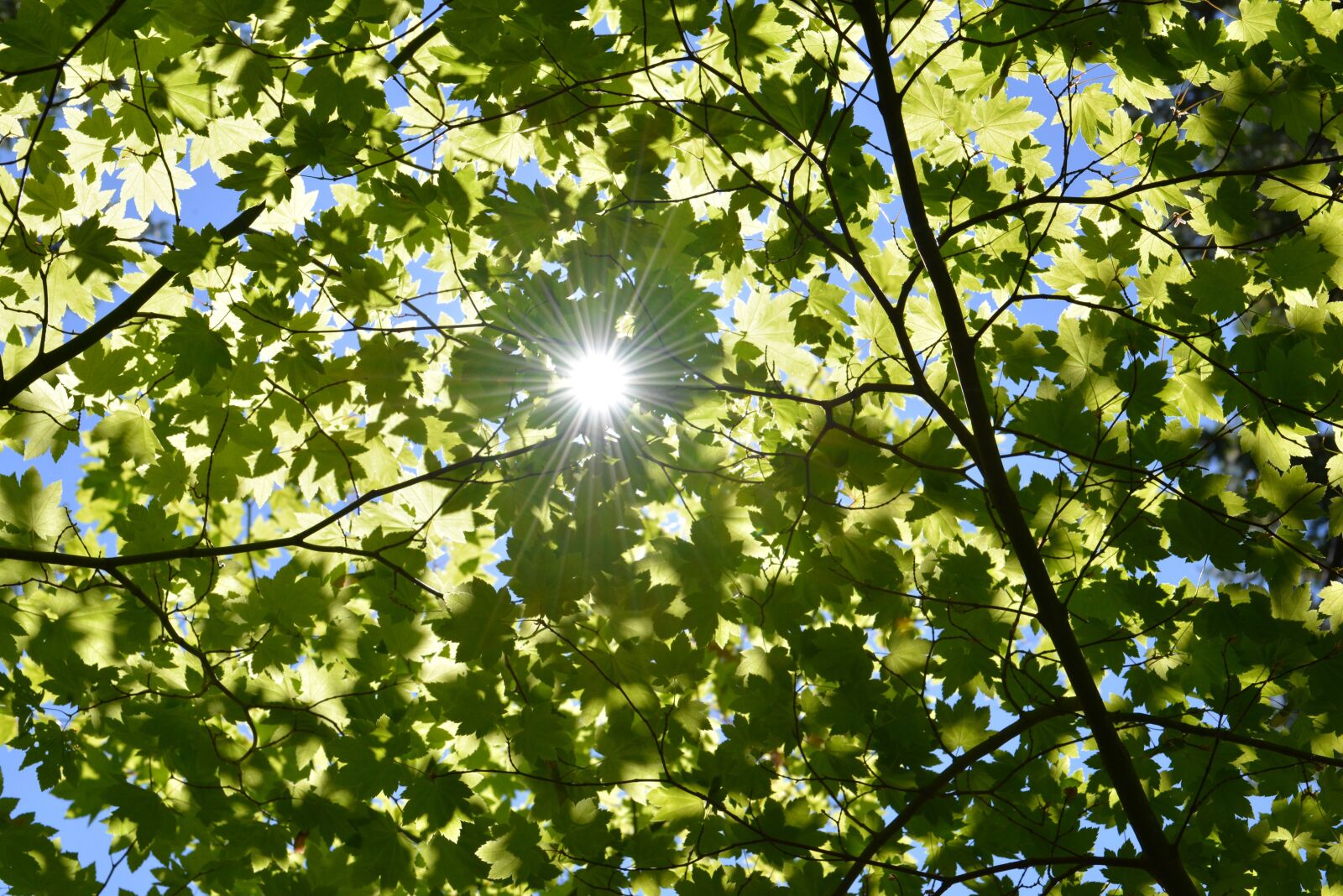 Nikon D600 sample photo. Sun, tree, forest photography