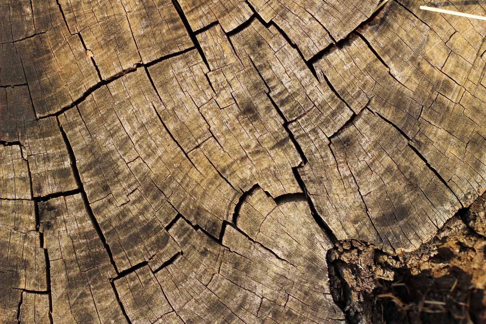 Canon EOS 600D (Rebel EOS T3i / EOS Kiss X5) + Canon EF 50mm F1.8 II sample photo. Wood, texture, background photography