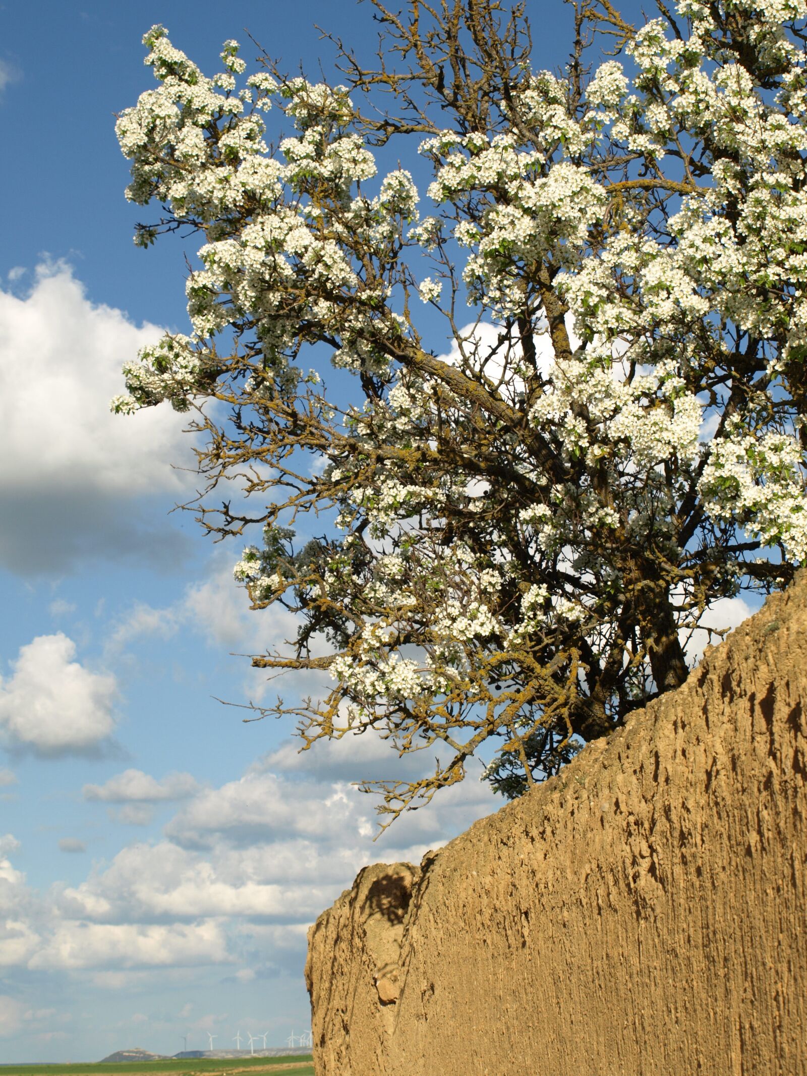Olympus E-510 (EVOLT E-510) sample photo. Spring, mud, flower photography