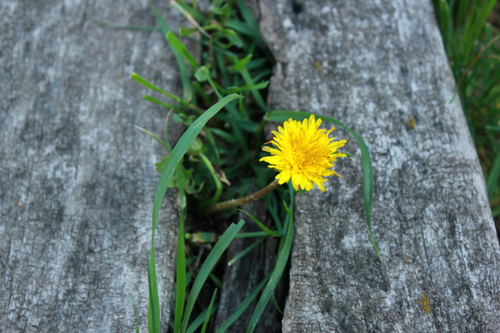 Canon EF-S 18-55mm F3.5-5.6 IS sample photo