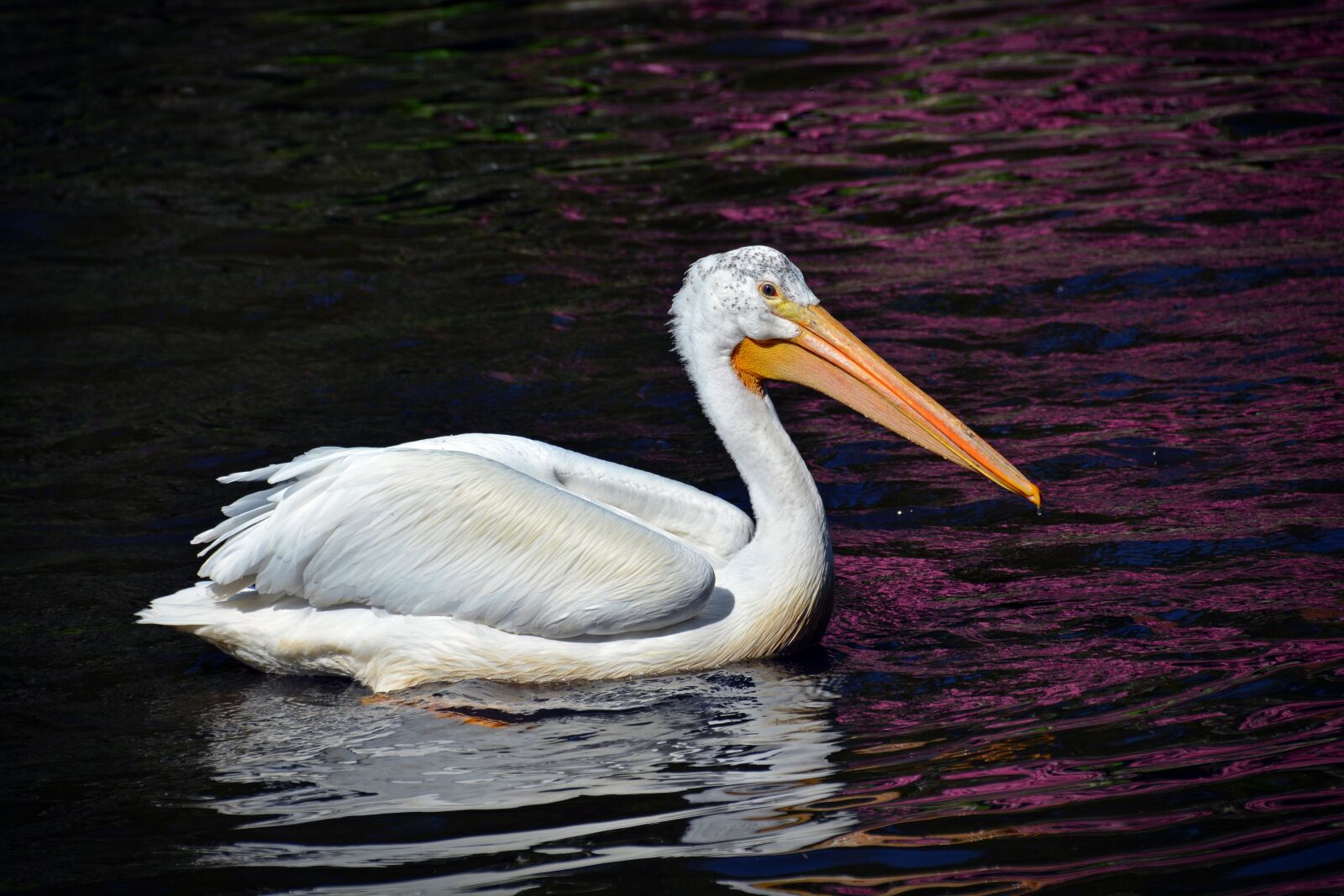 Nikon D5200 sample photo. Pelikan, bird, animal portrait photography