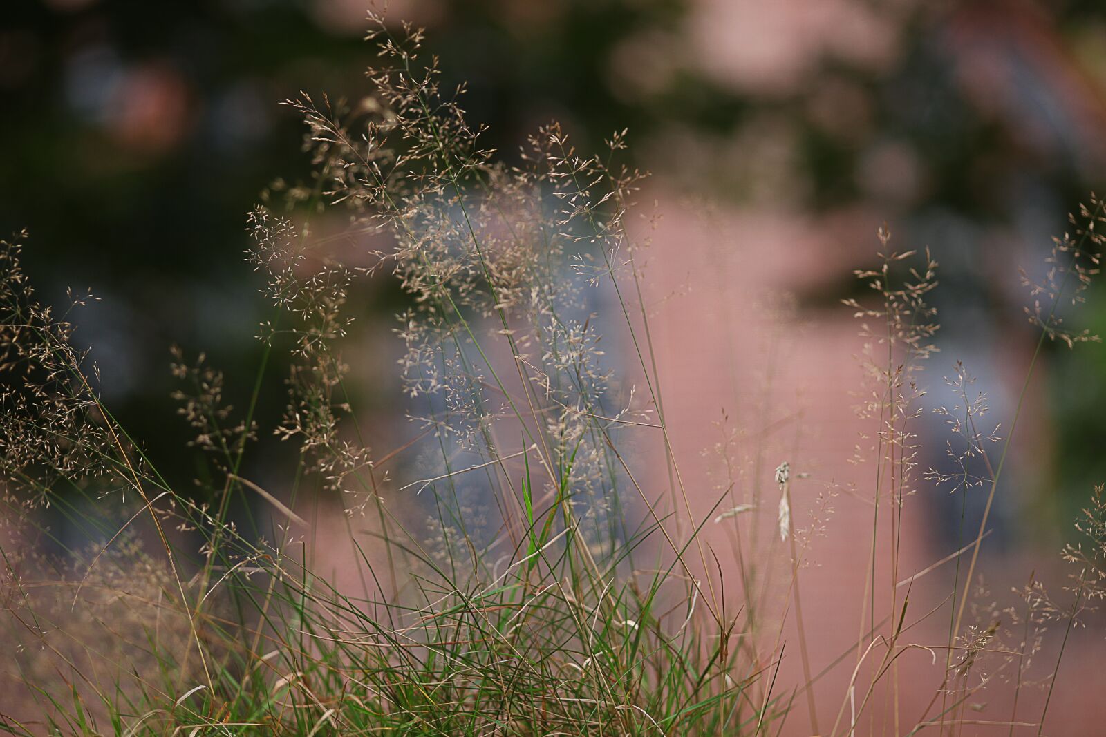 Canon EOS 5D Mark II sample photo. Grass, soft, diffuse photography