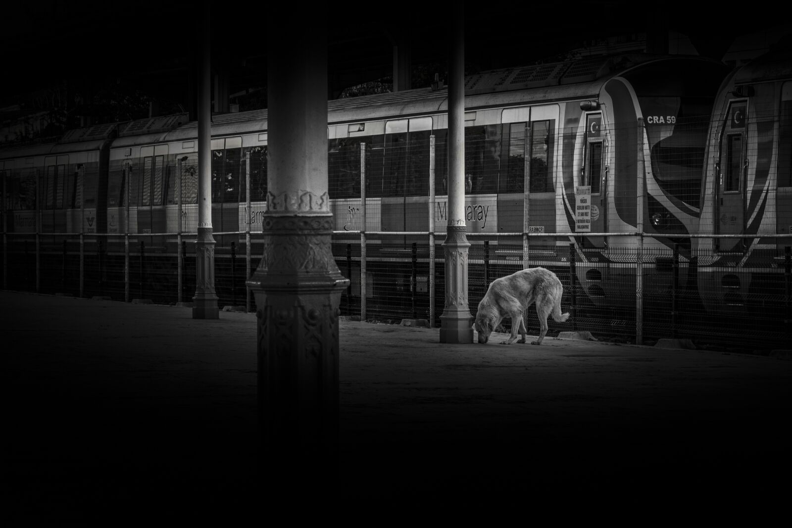 Canon EOS 700D (EOS Rebel T5i / EOS Kiss X7i) + Canon EF 50mm F1.8 II sample photo. Dog, train, station photography