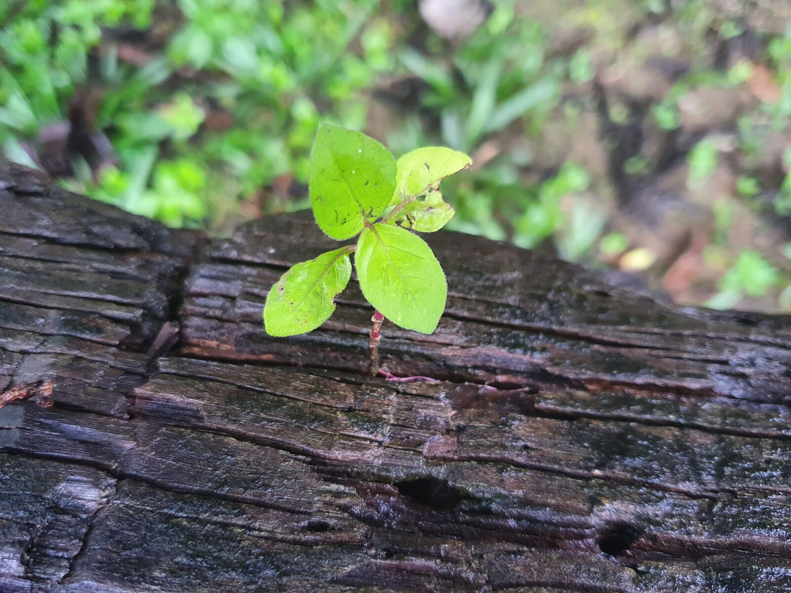 Samsung Galaxy S10 sample photo. Grow photography