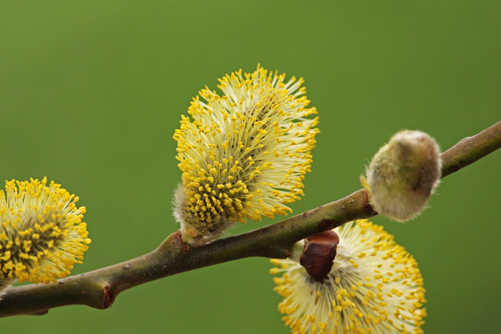 Canon EF-S 55-250mm F4-5.6 IS STM sample photo. Willow catkin, pasture, nature photography