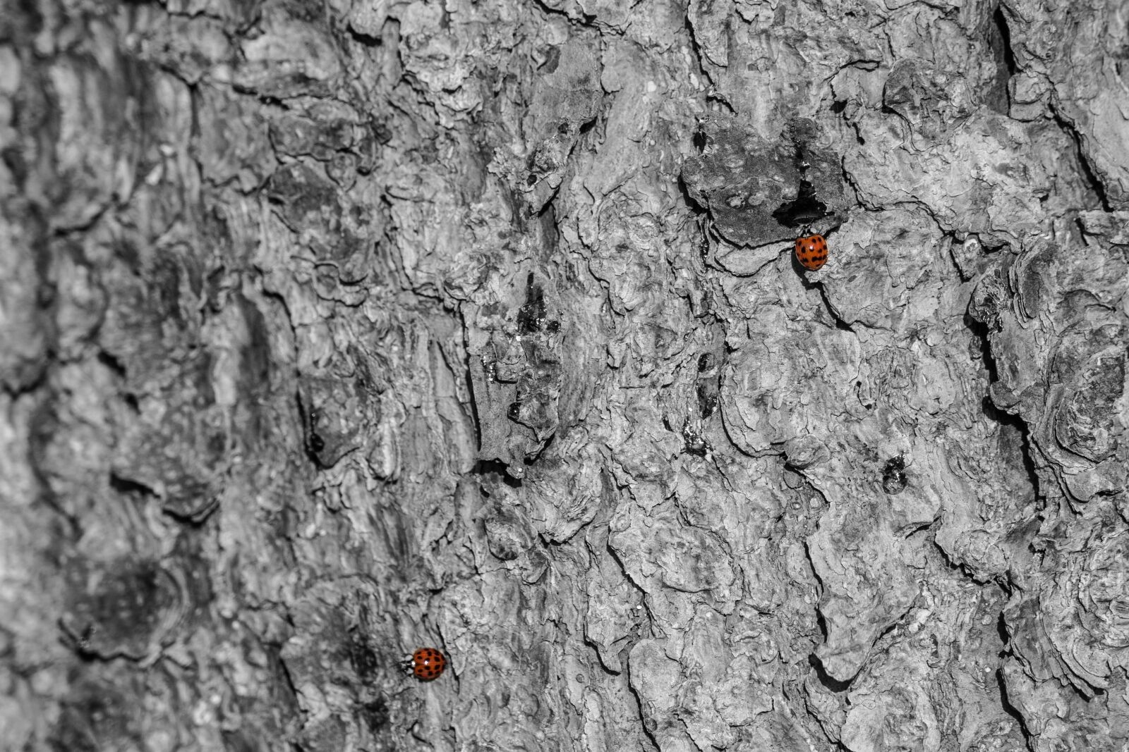 Sony a7 II + Sony FE 70-300mm F4.5-5.6 G OSS sample photo. Ladybug, red, tree bark photography