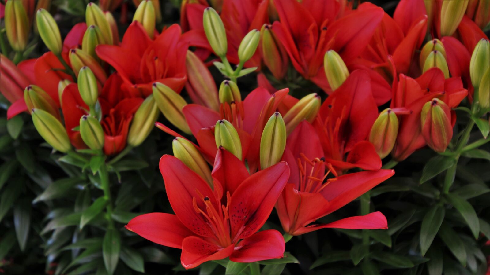 Canon EOS 80D sample photo. Flowers, lilies, red photography