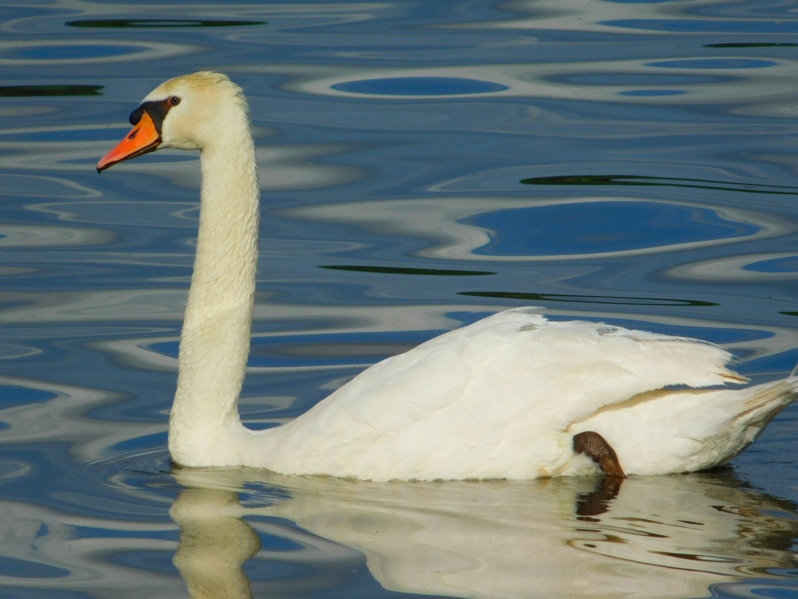 Nikon Coolpix L840 sample photo. Swan, white, bird photography