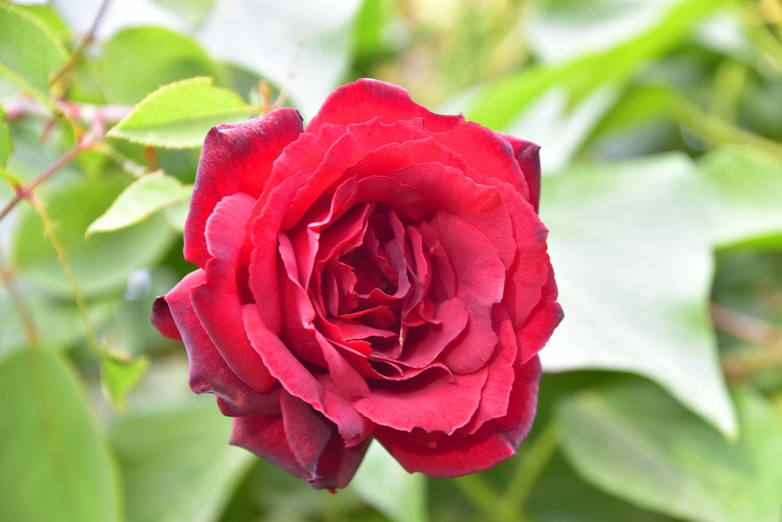 Nikon D7200 sample photo. Leaves, thorns, roses photography