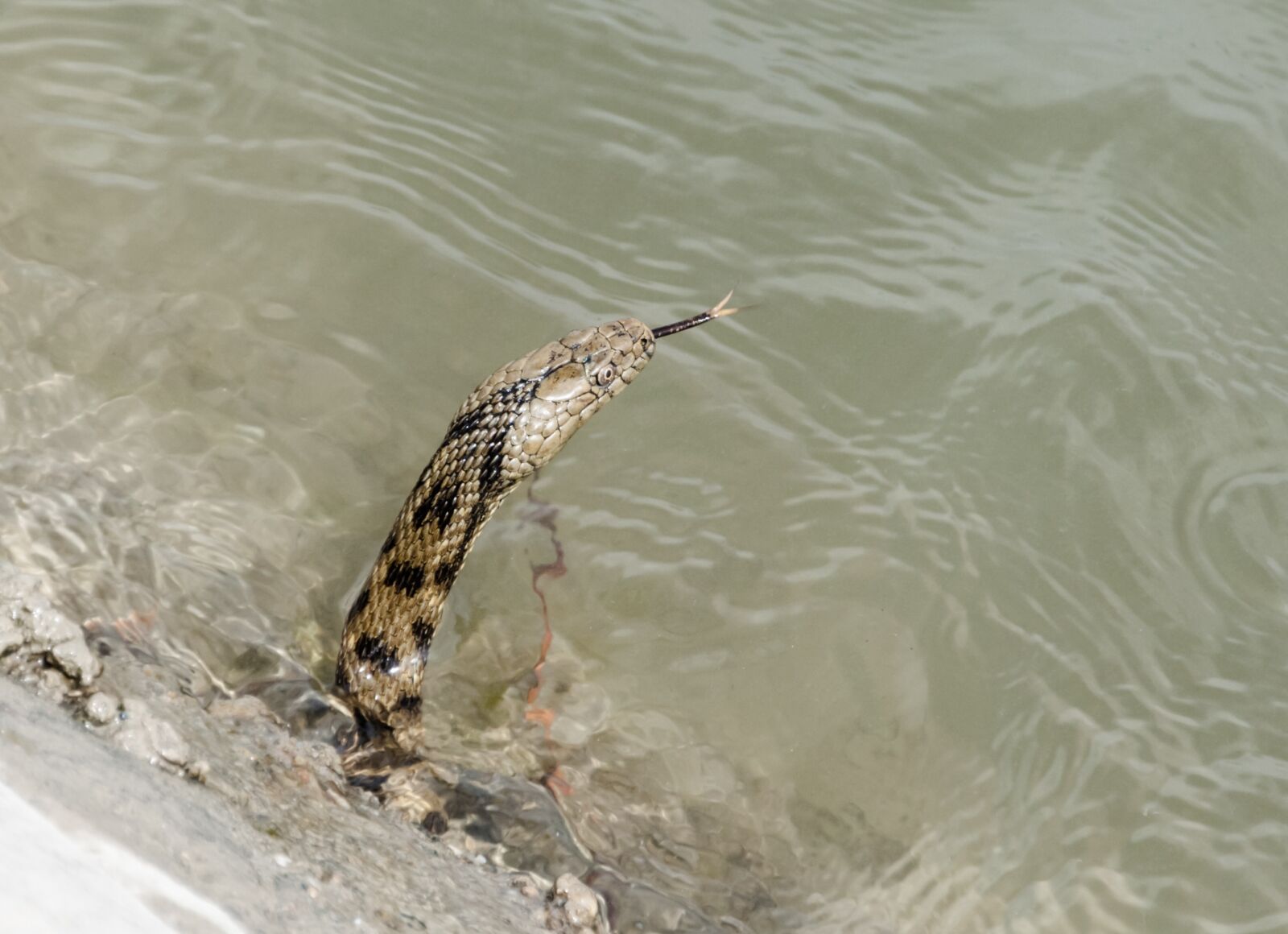 Canon EOS 450D (EOS Rebel XSi / EOS Kiss X2) sample photo. Snake, water, animal photography
