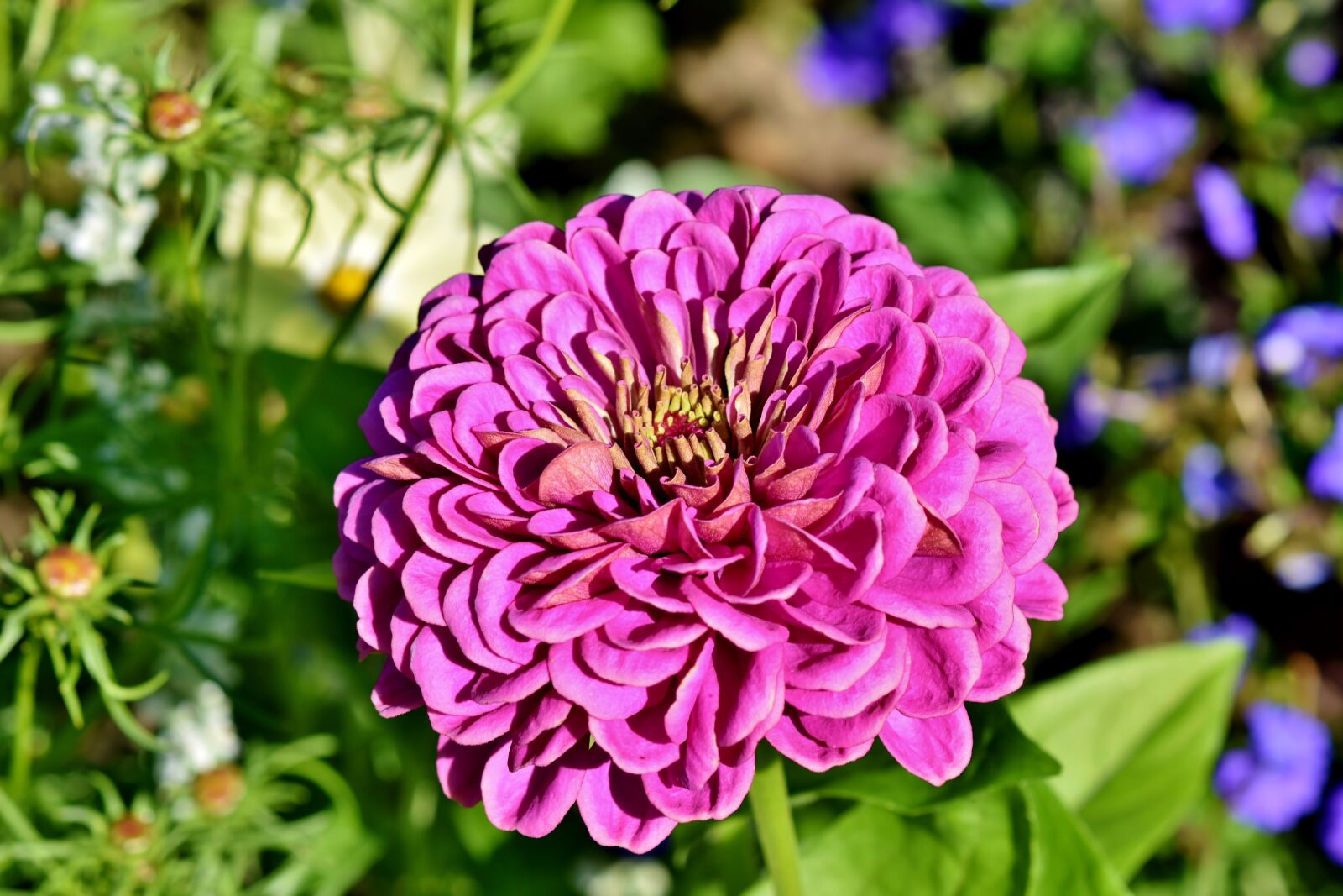 Nikon D7200 sample photo. Zinnia, blossom, bloom photography