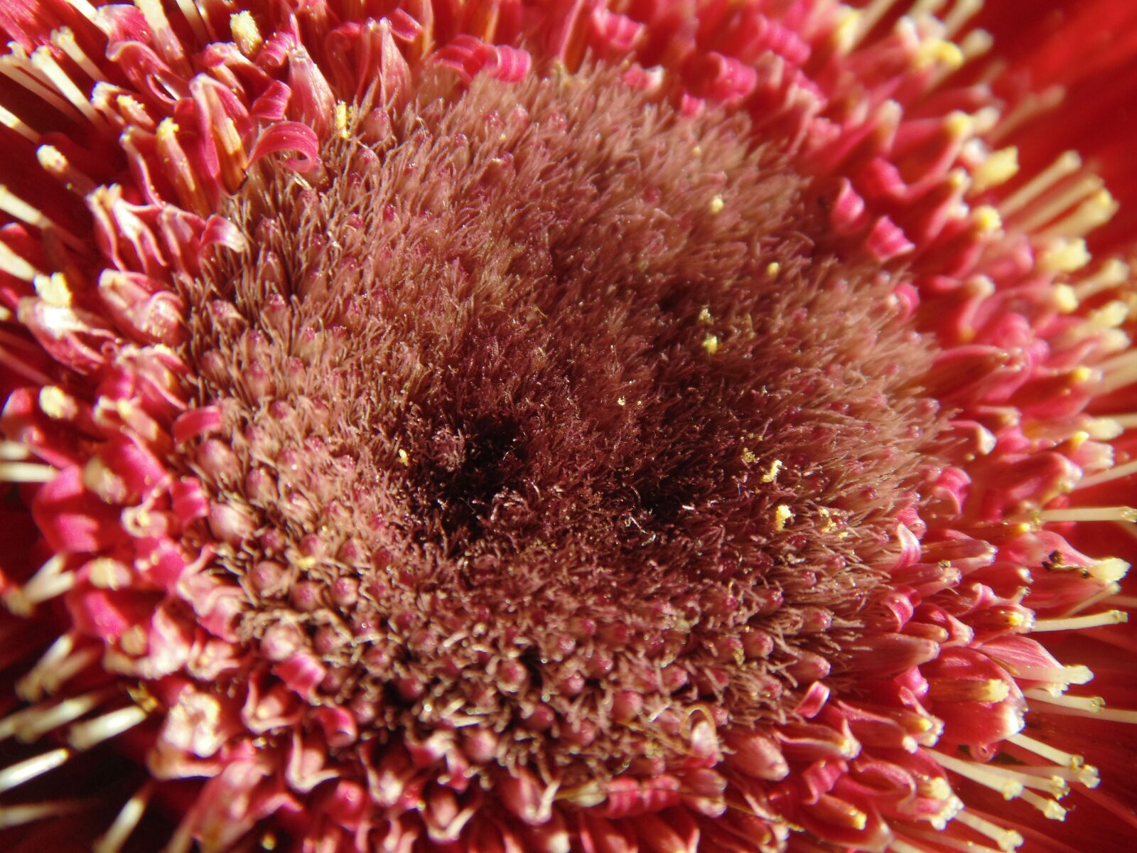 Sony Cyber-shot DSC-H200 sample photo. Gerbera, flower, stamens photography