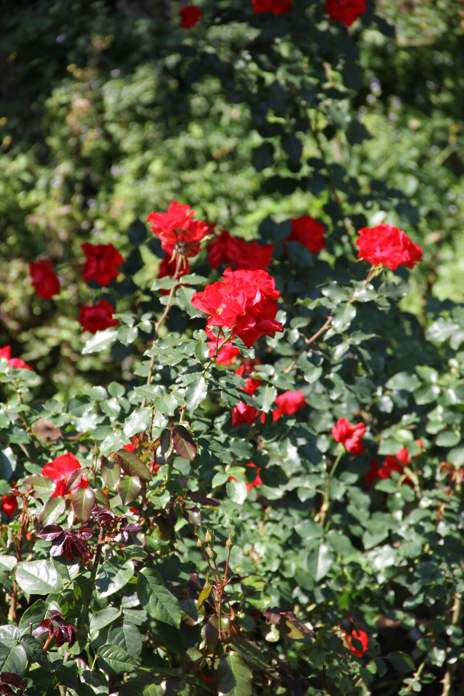 Canon EOS 550D (EOS Rebel T2i / EOS Kiss X4) sample photo. Leash, chiang mai thailand photography