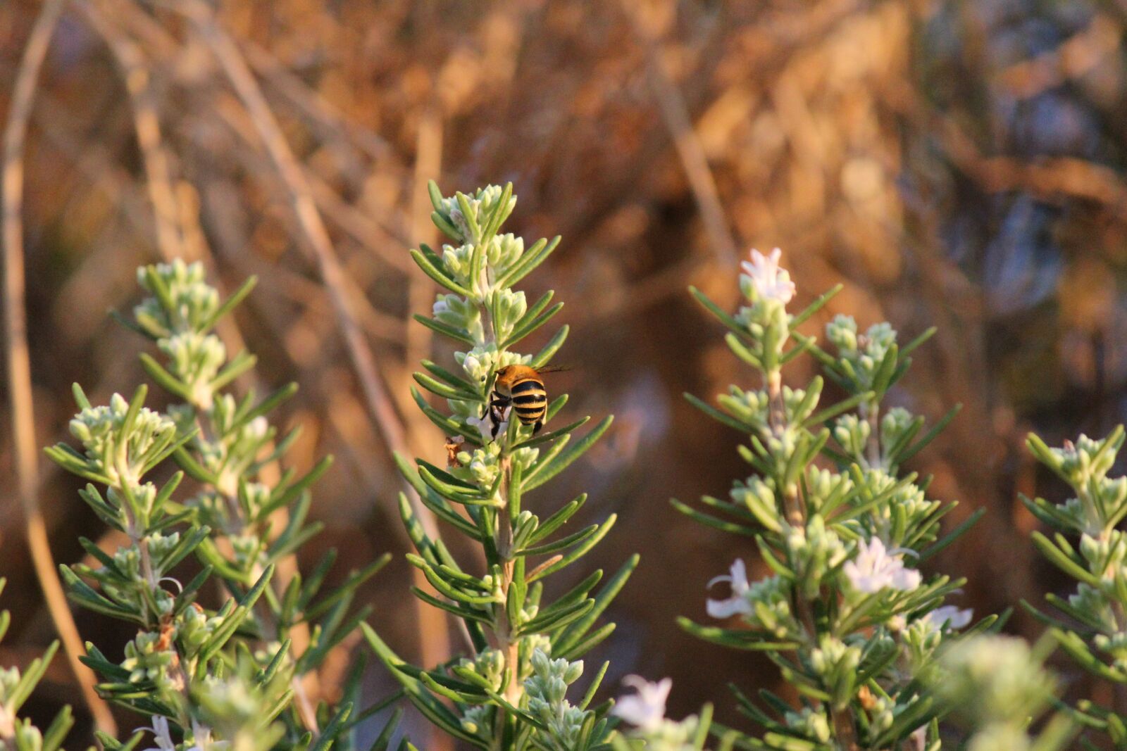 Canon EOS 600D (Rebel EOS T3i / EOS Kiss X5) sample photo. Bee, rosemary, leaves photography