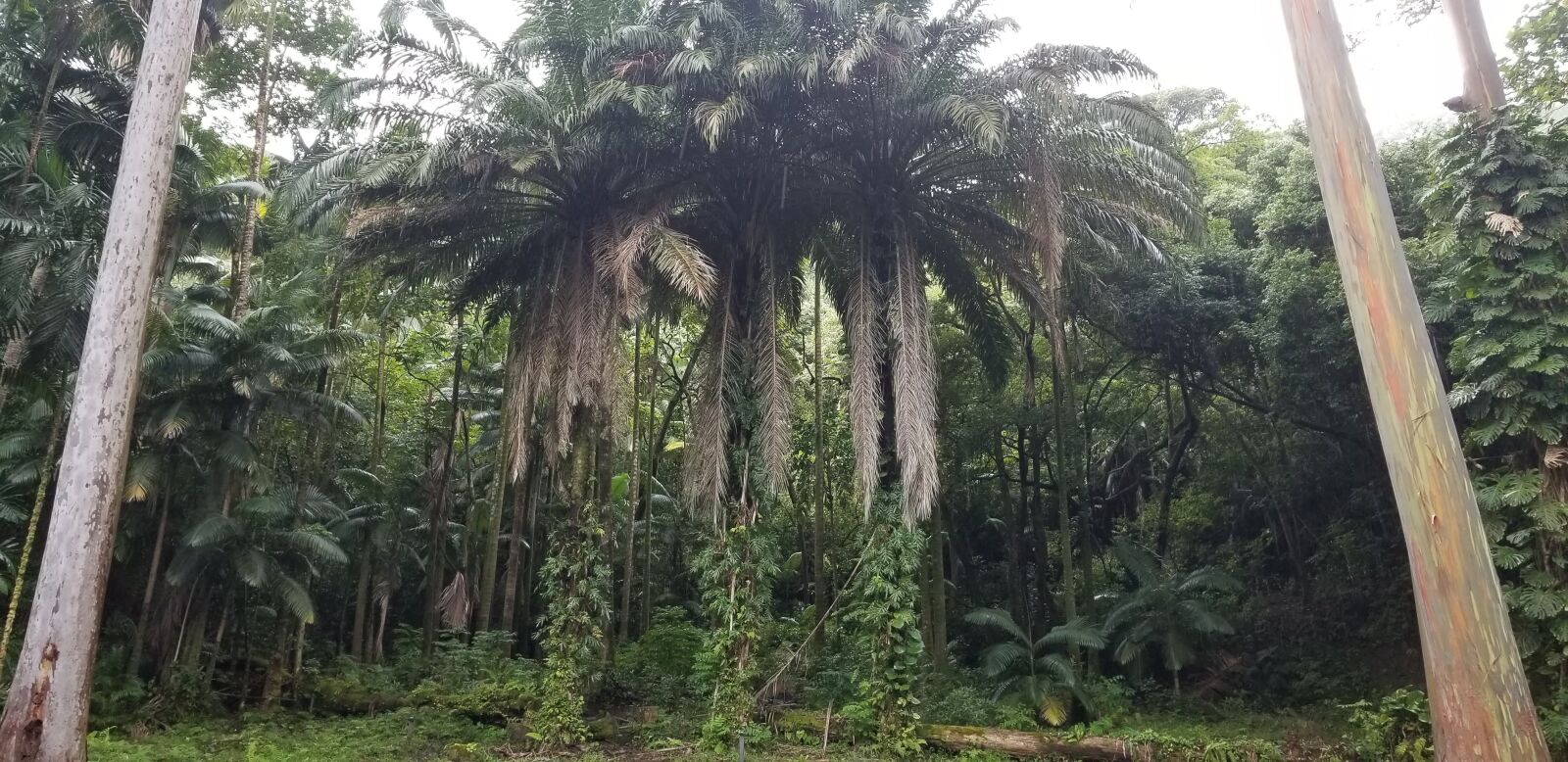 Samsung Galaxy S8+ sample photo. Maui, rain forest, nature photography