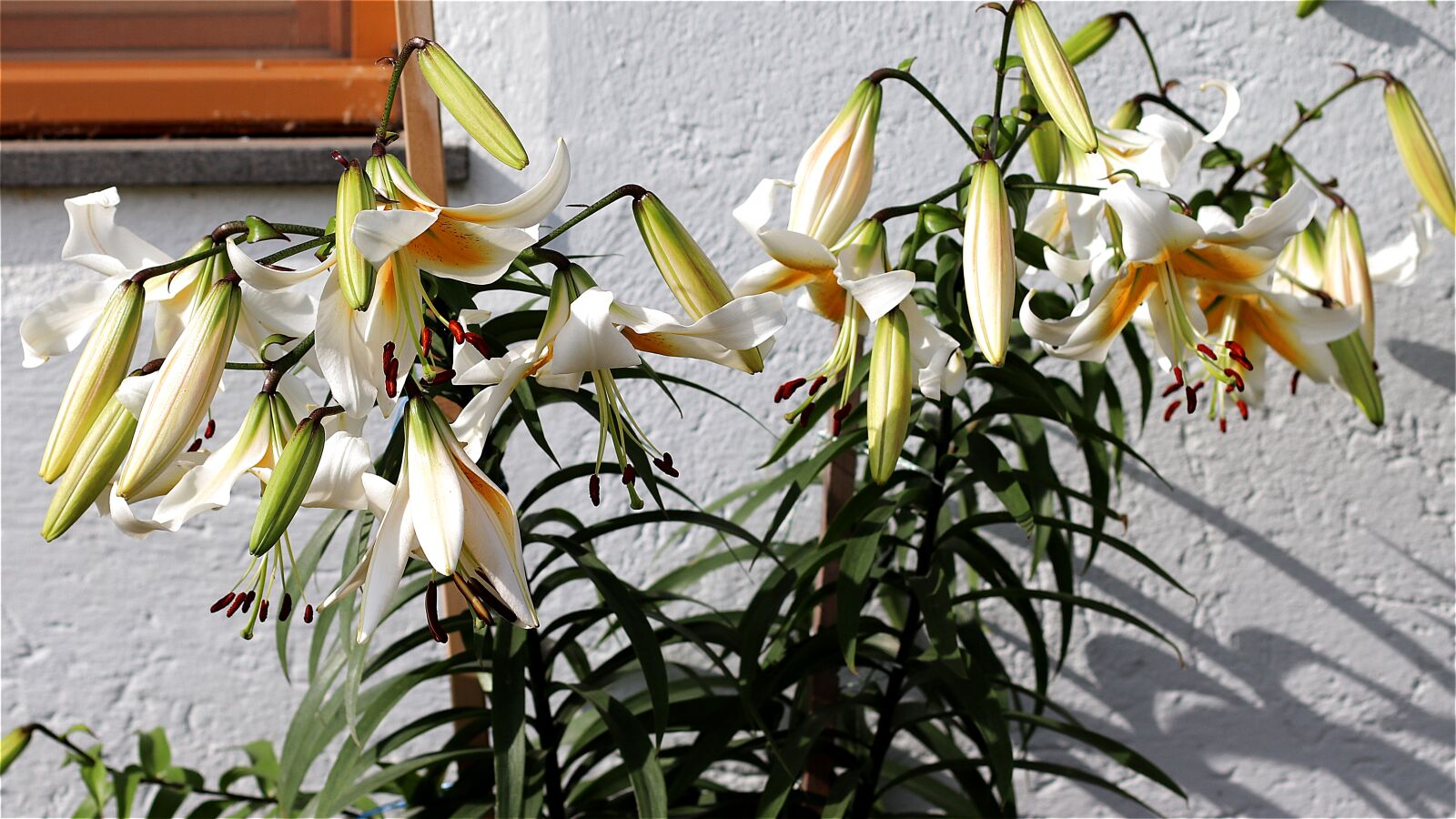 Canon EF 50mm F1.4 USM sample photo. Lilies, flowers, close up photography