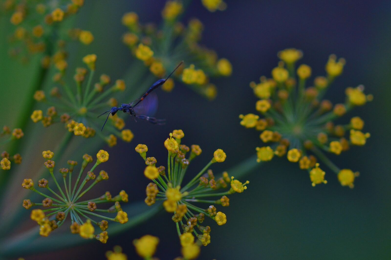 Nikon D5200 sample photo. Narrow abdomen wasp, insect photography