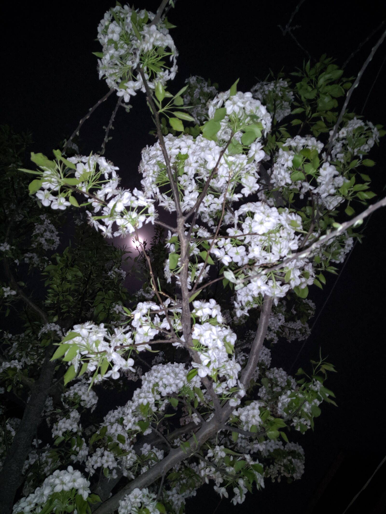 ASUS X01BDA sample photo. Night, moon, tree photography