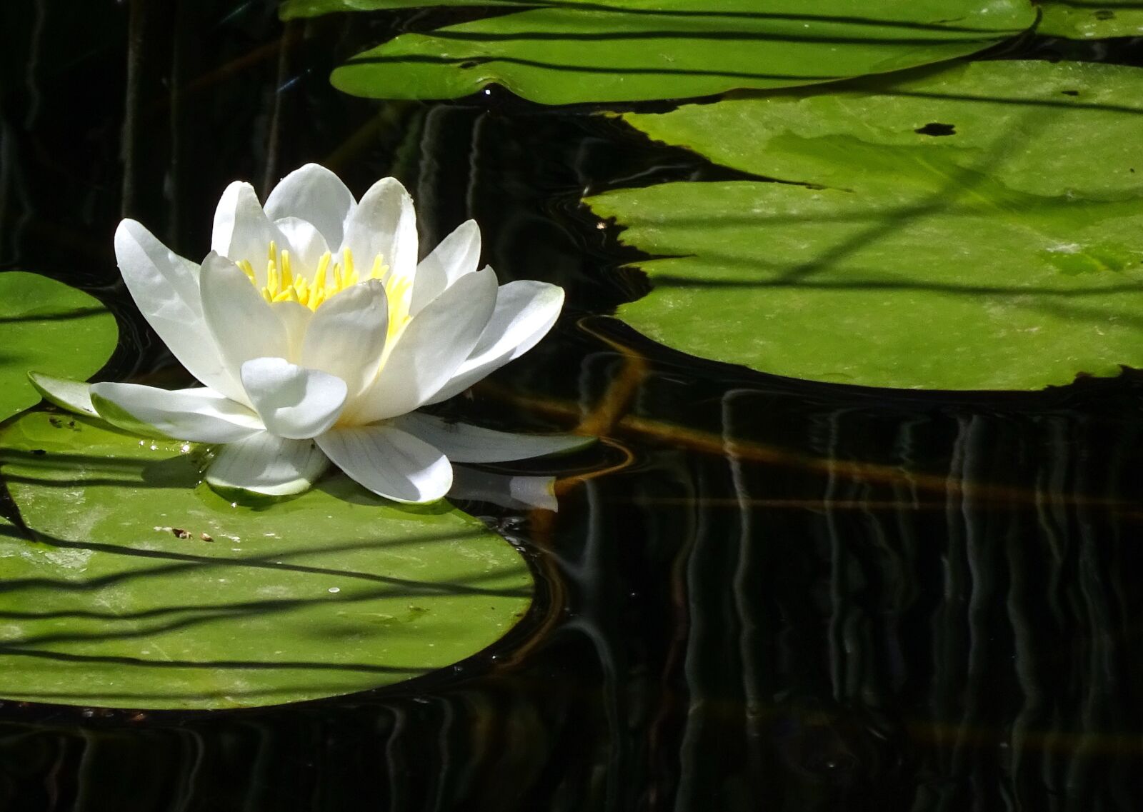Sony Cyber-shot DSC-WX350 sample photo. Water lily, aquatic plants photography