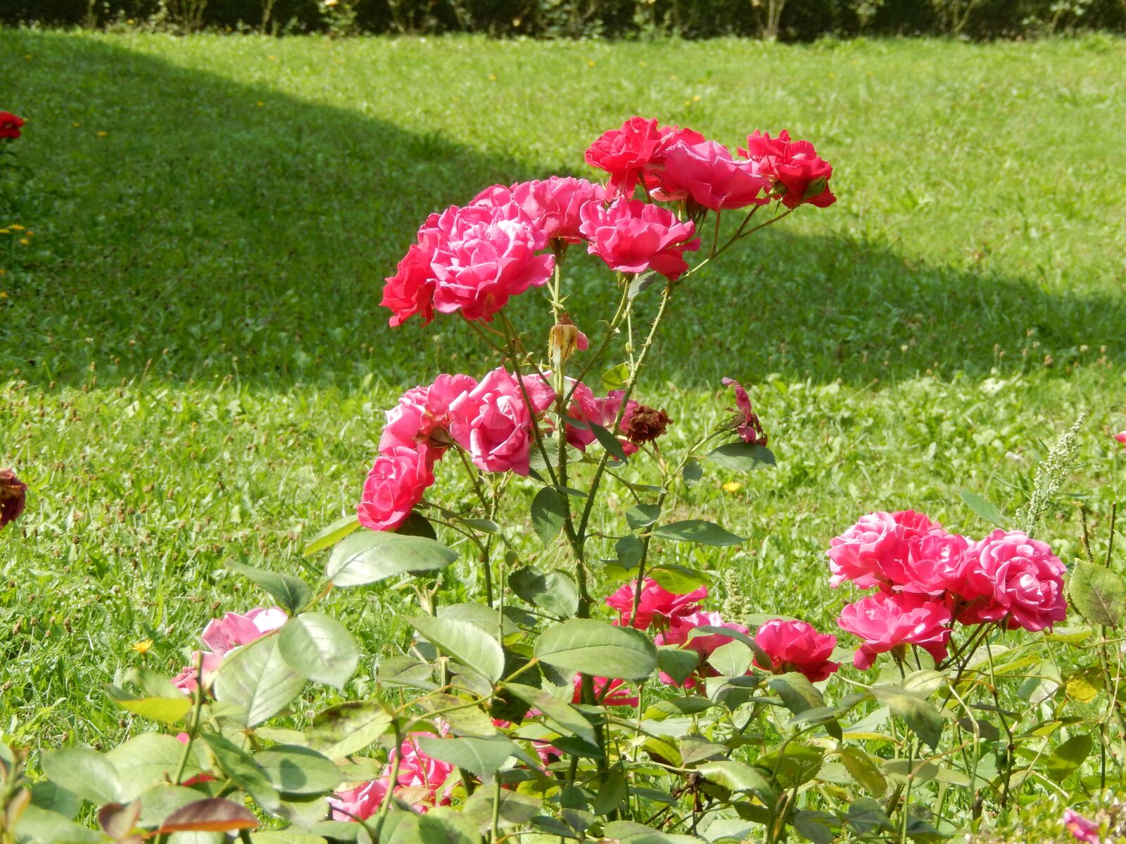 Nikon COOLPIX S9600 sample photo. Nature, rose, flower photography