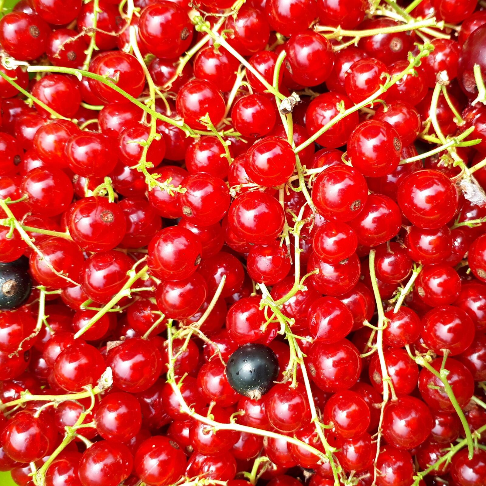 Samsung Galaxy A5(2017) sample photo. Berries, summer, fruit photography