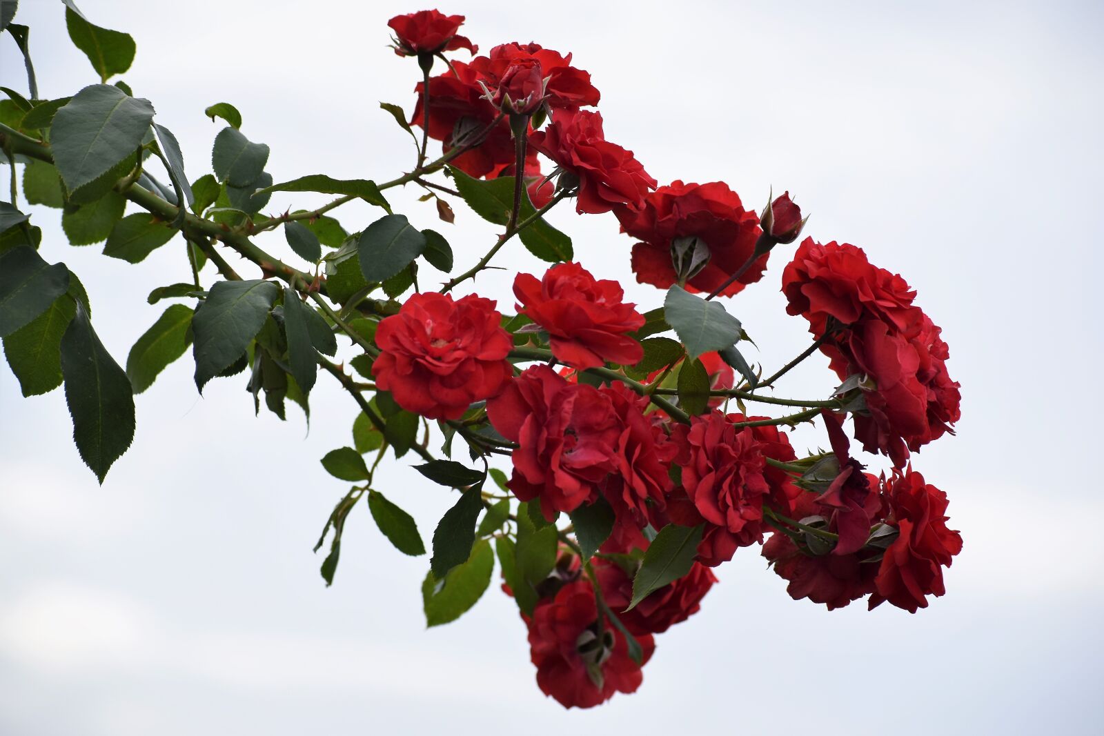 Nikon D3300 sample photo. Red roses, flowers, blooming photography