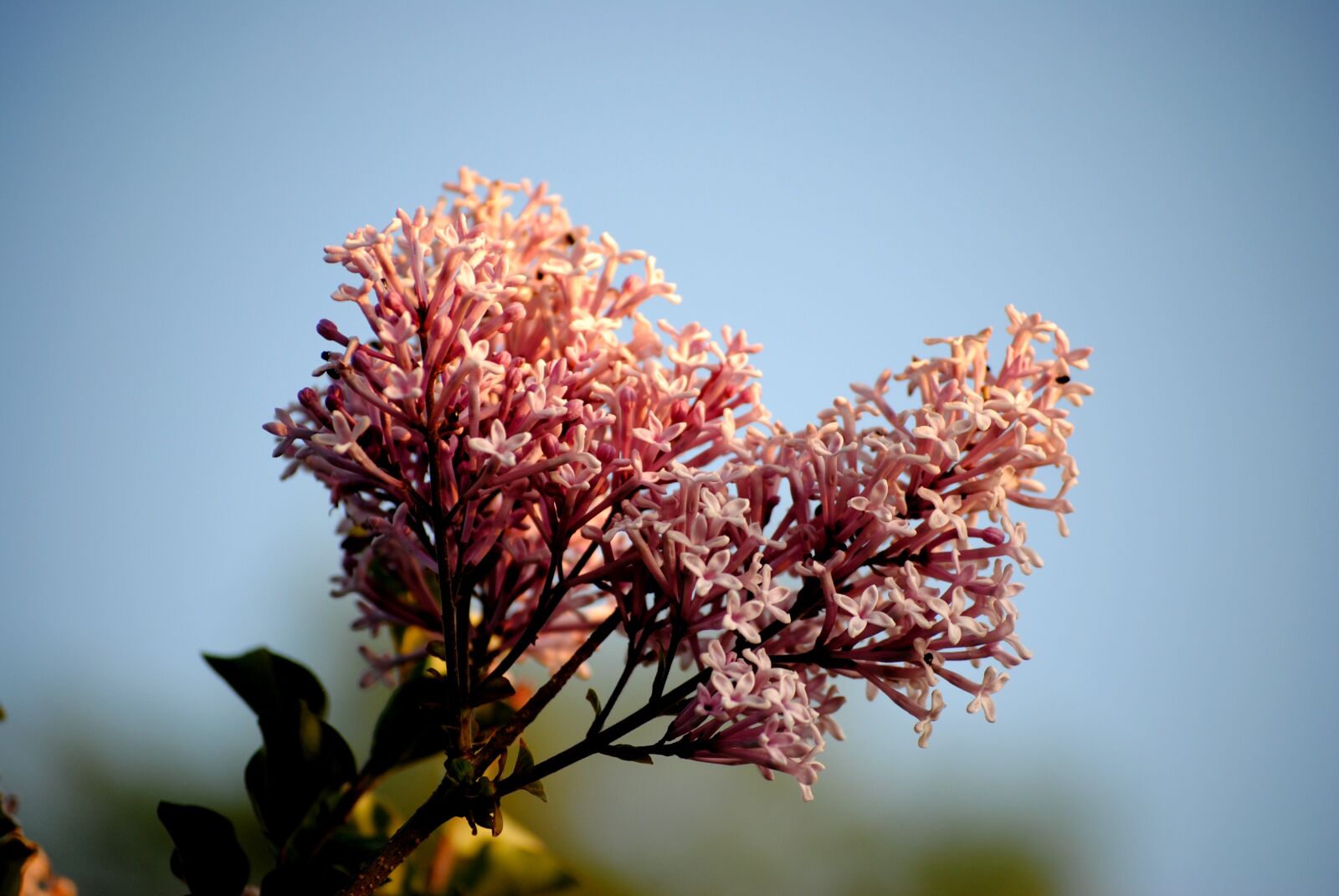 Nikon D3000 sample photo. Flowers, spring, sky photography