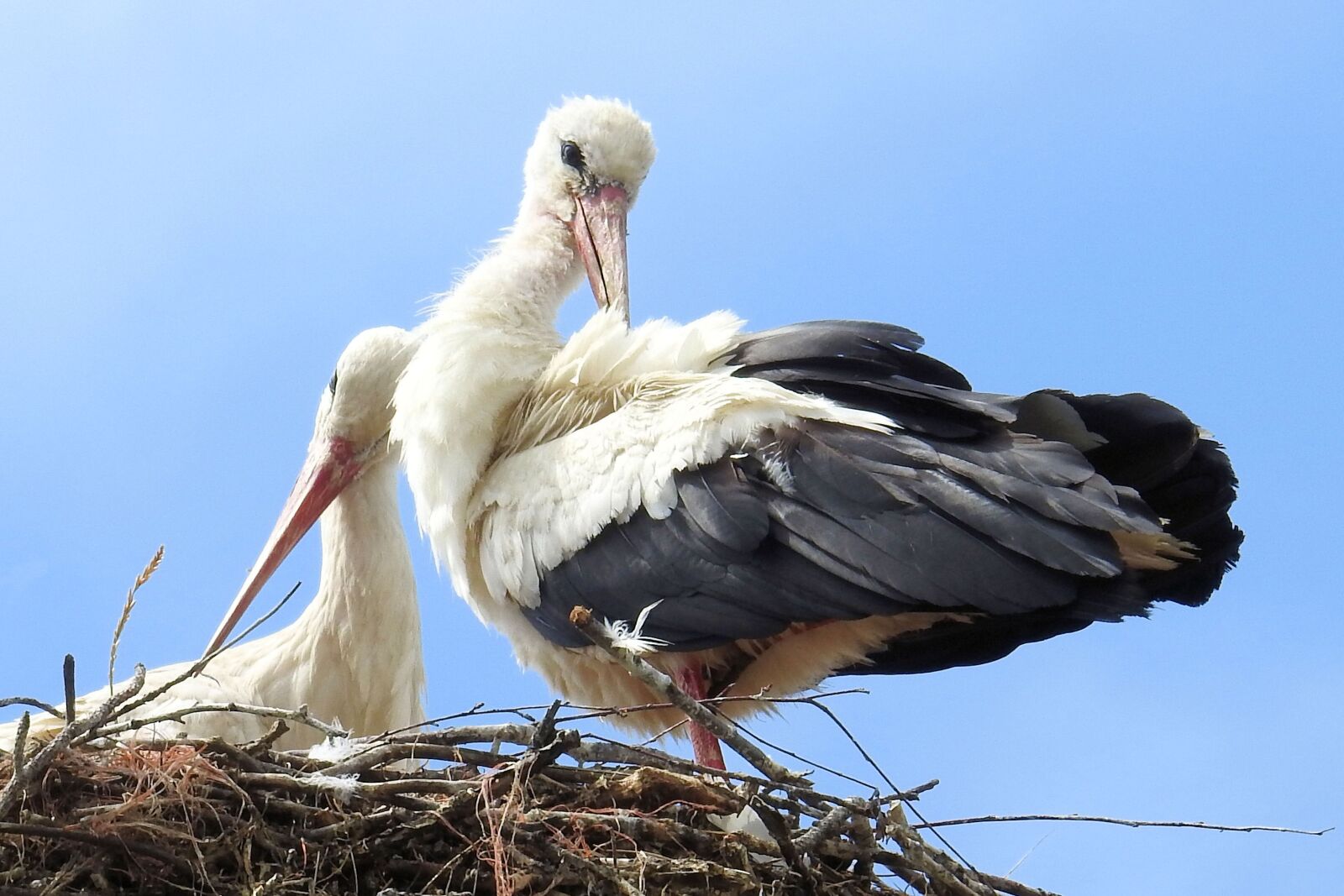 Nikon Coolpix P900 sample photo. Storks, stork couple, storchennest photography