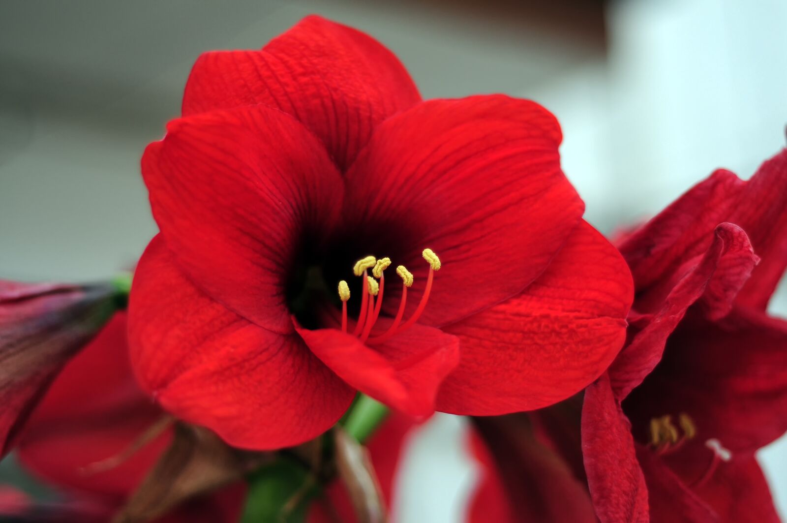 Nikon D300S sample photo. Flower, plant, red photography