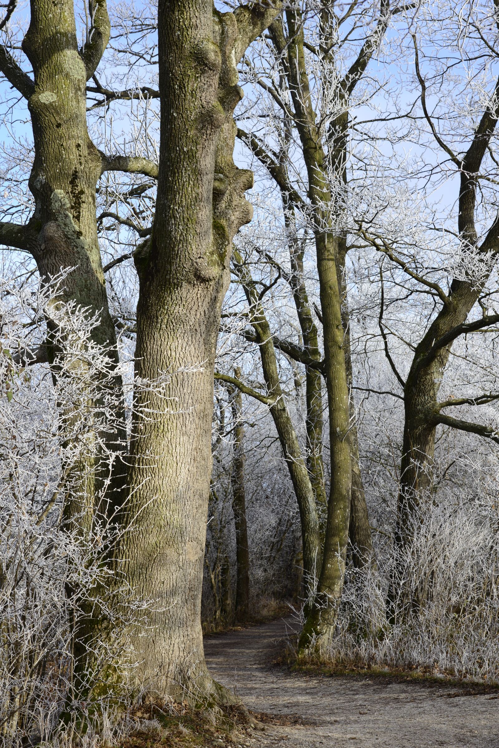 Nikon D610 sample photo. Hoarfrost, cold, winter photography