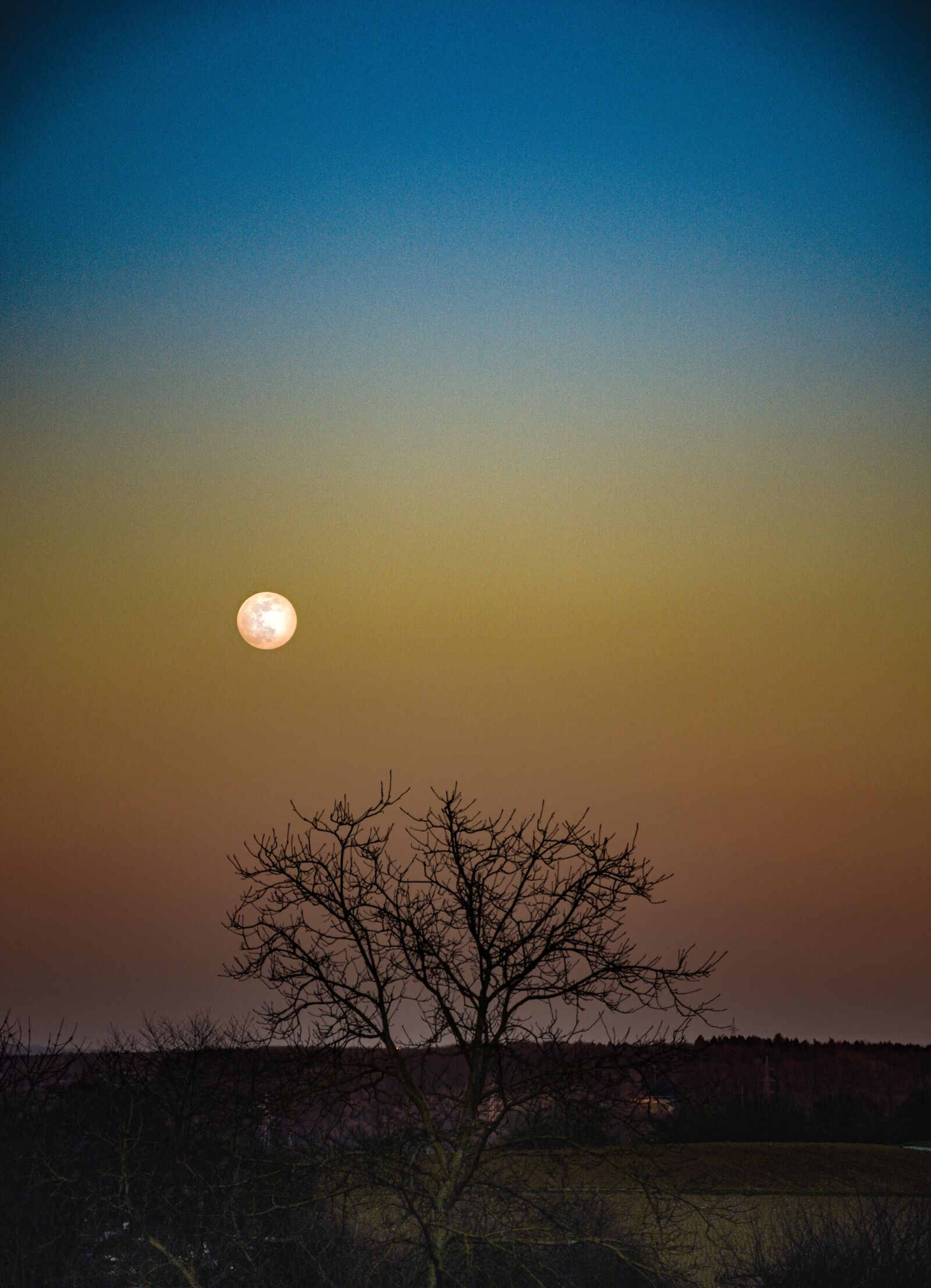 Nikon D7200 sample photo. Moon, tree, night photography