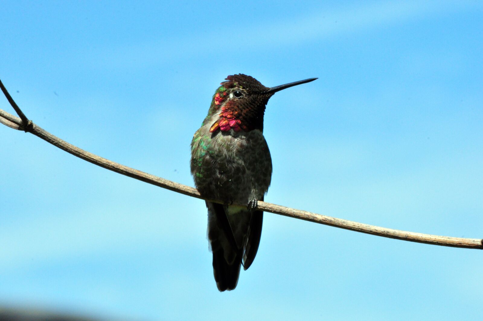 Nikon D90 sample photo. Hummingbird, bird, bl photography
