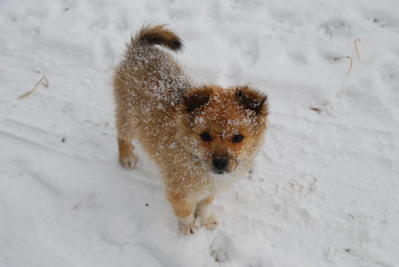 Nikon D80 sample photo. Puppy, winter, snow photography