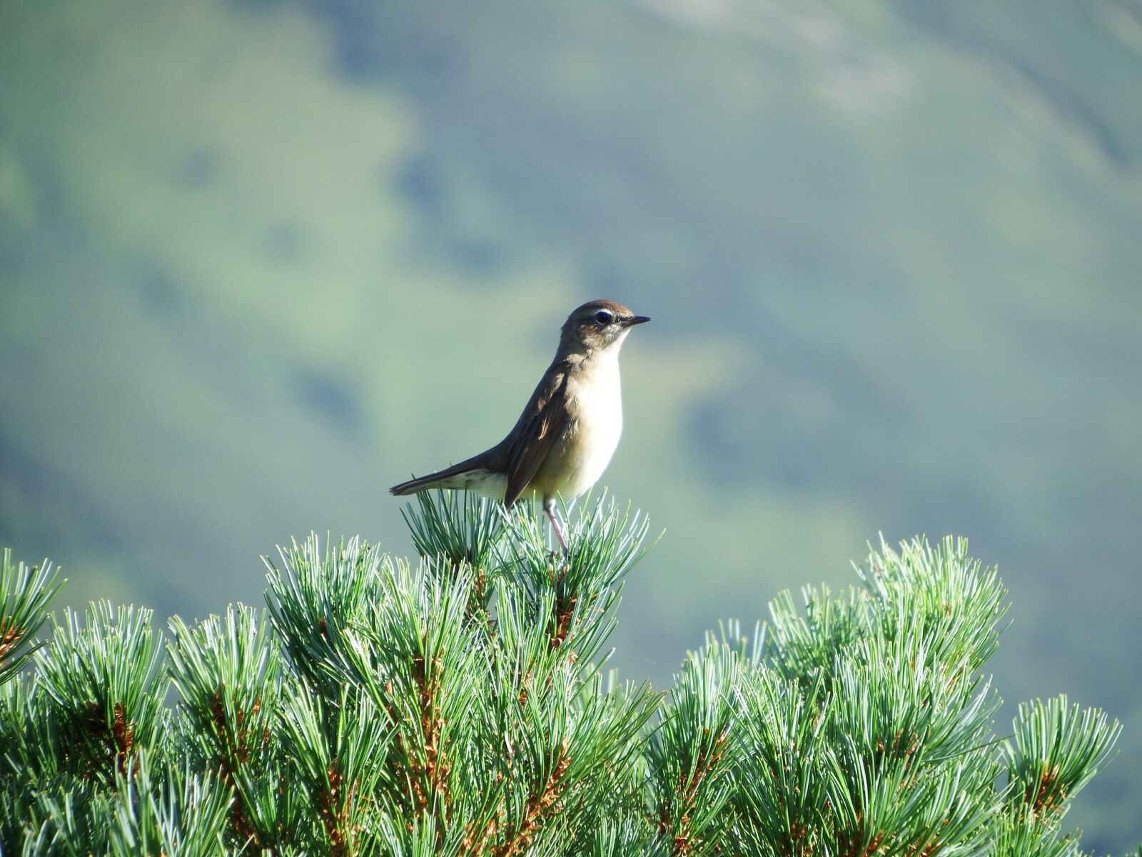 Fujifilm FinePix S1 sample photo. Bird, morning, branch photography
