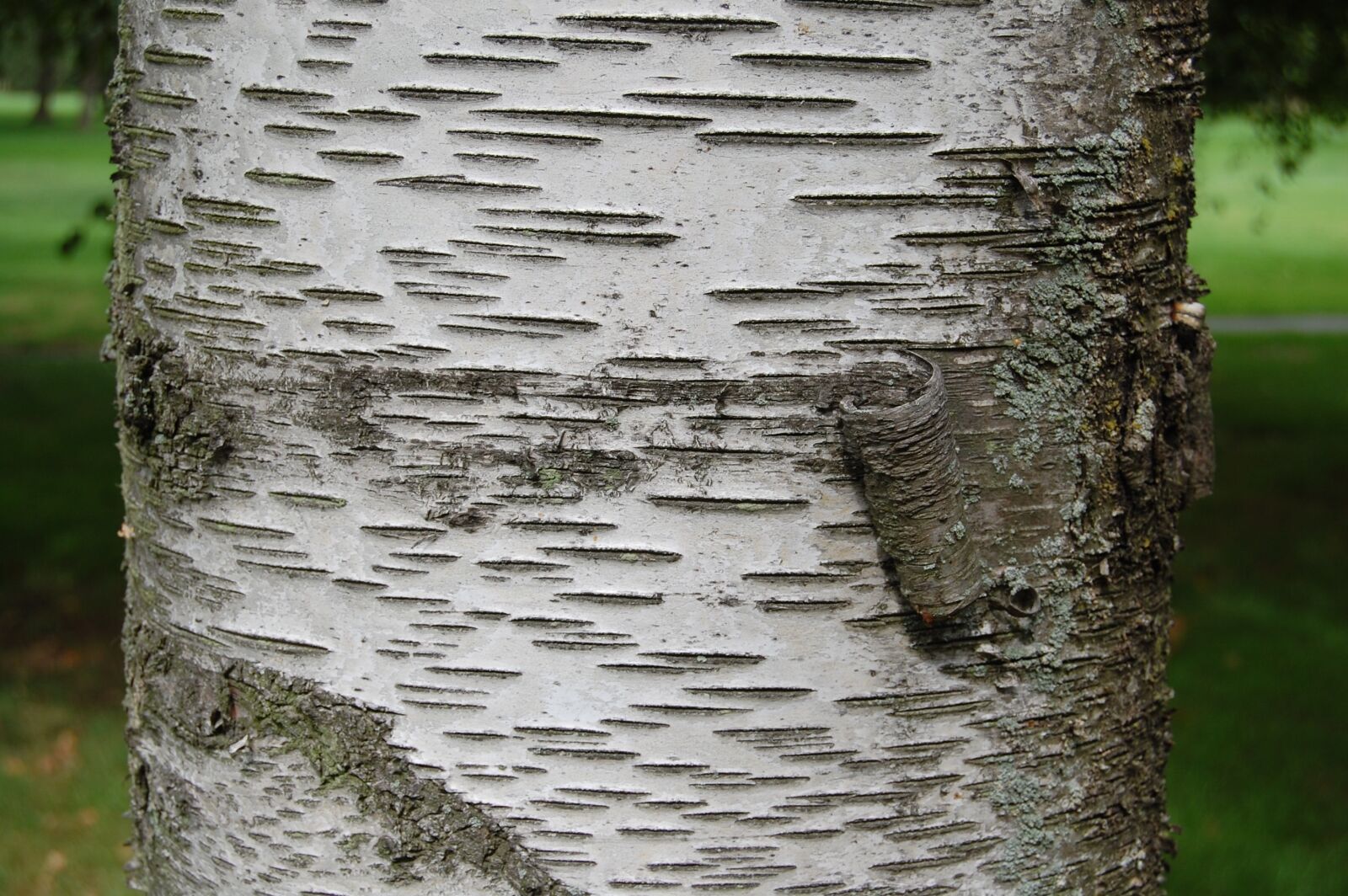 Nikon D40 sample photo. Mu wen, birch, trunk photography