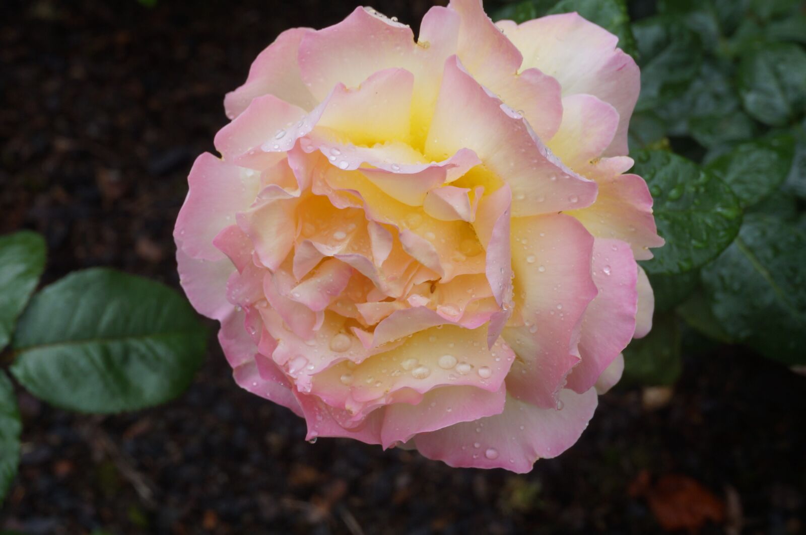 Sony Alpha NEX-3N sample photo. Pink, yellow, rose photography