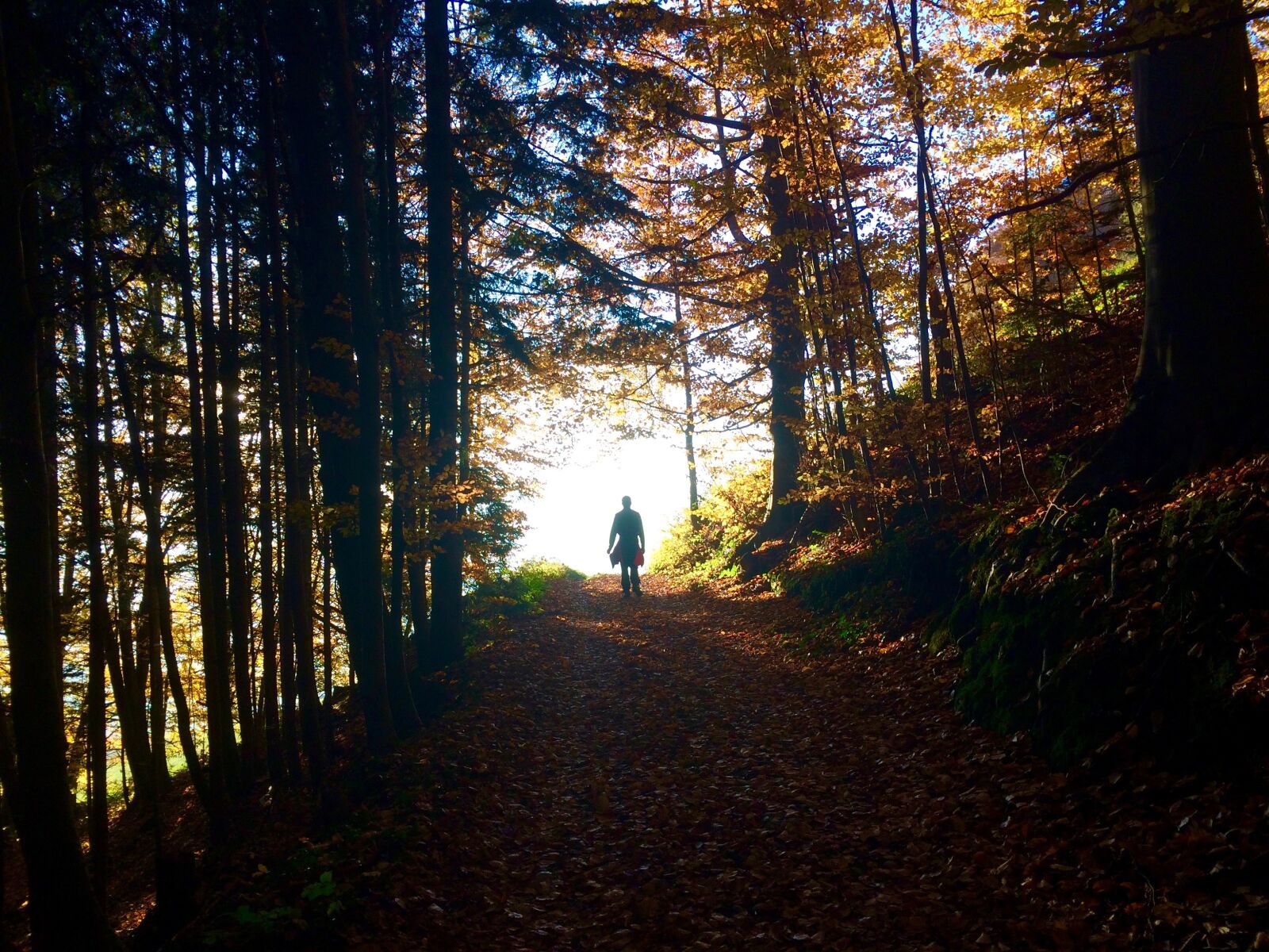iPhone 5s back camera 4.15mm f/2.2 sample photo. Forest, autumn, light photography