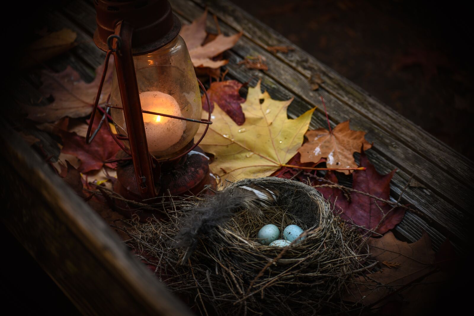 Nikon D850 sample photo. Easter, bird nest, nature photography