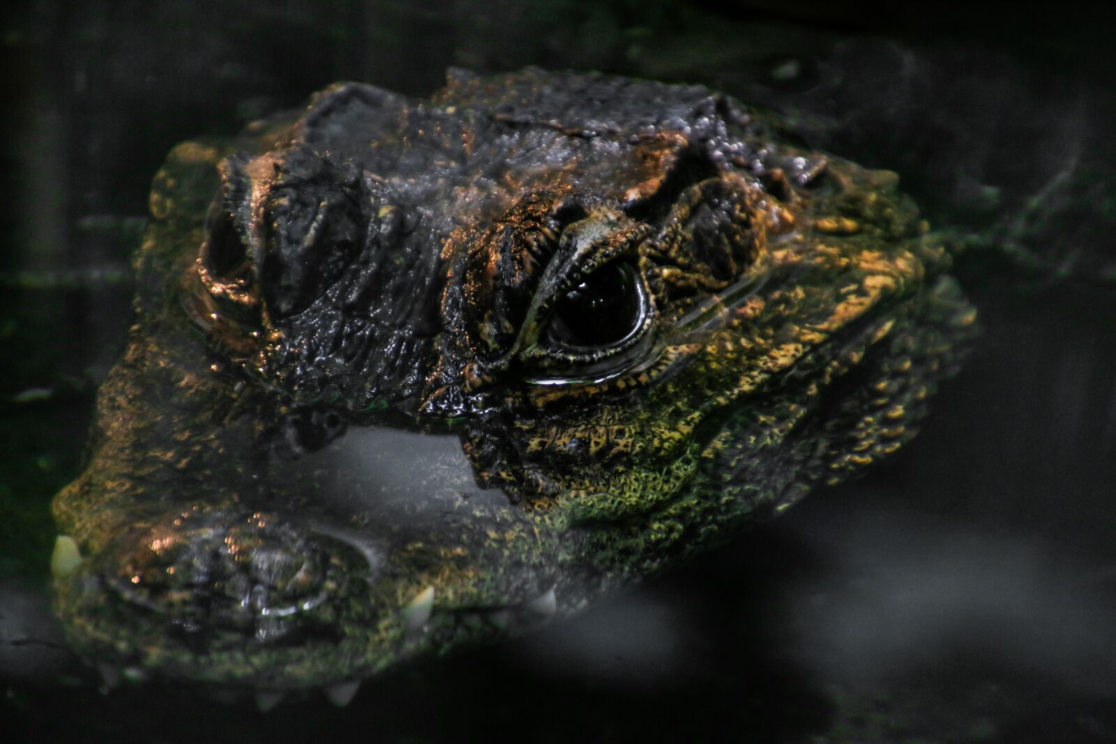 Canon EOS 70D sample photo. Crocodile, reptile, alligator photography