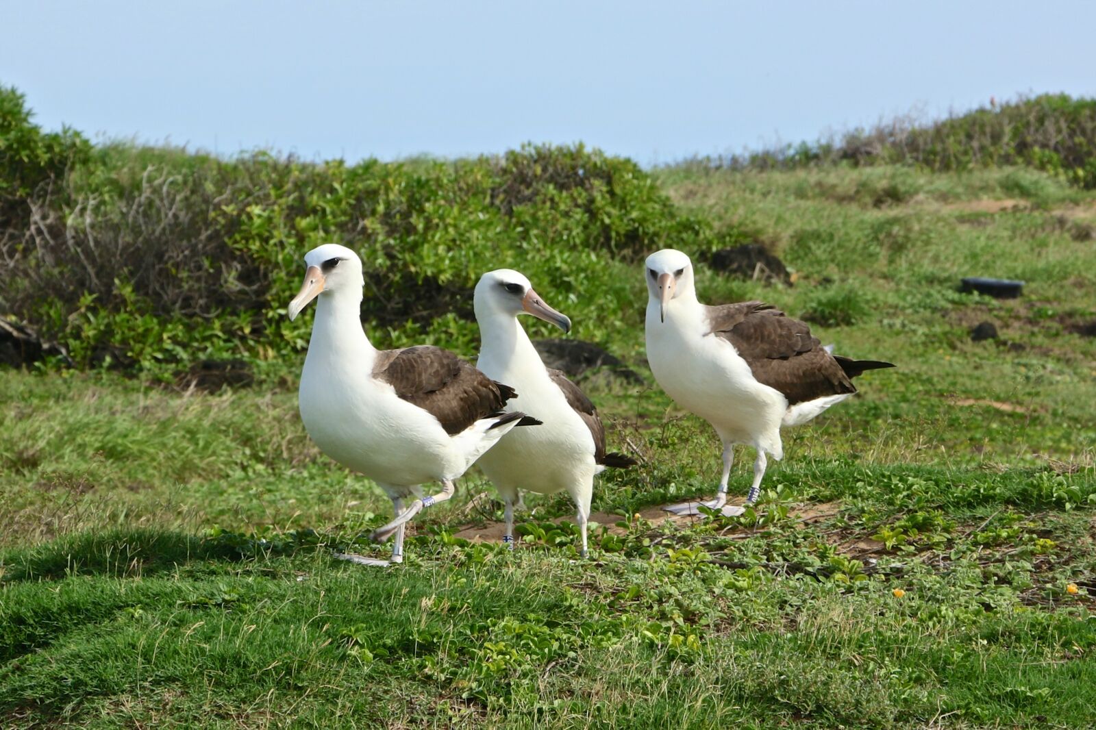 Canon EOS 70D sample photo. Nature, hawaii, wild photography