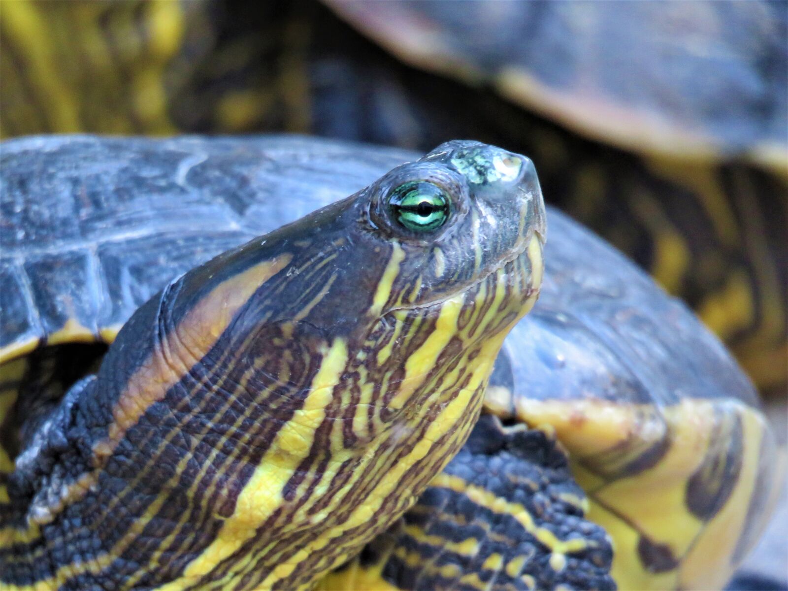 Canon PowerShot SX60 HS sample photo. Turtle, tortoise, reptile photography