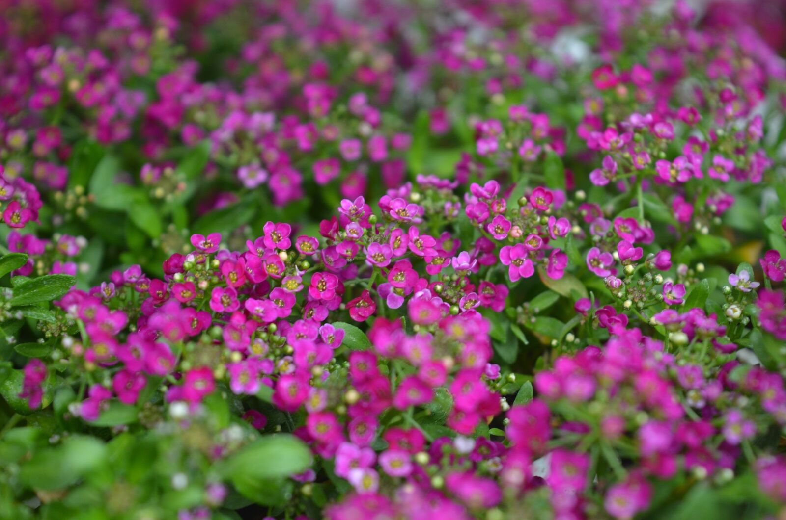Nikon D7000 sample photo. Plant, flower, floral photography