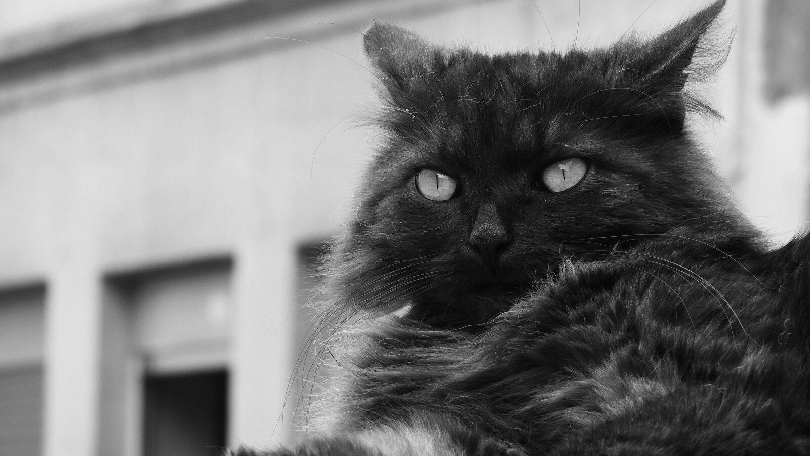 Nikon Coolpix P610 sample photo. Black cat, cat's eyes photography