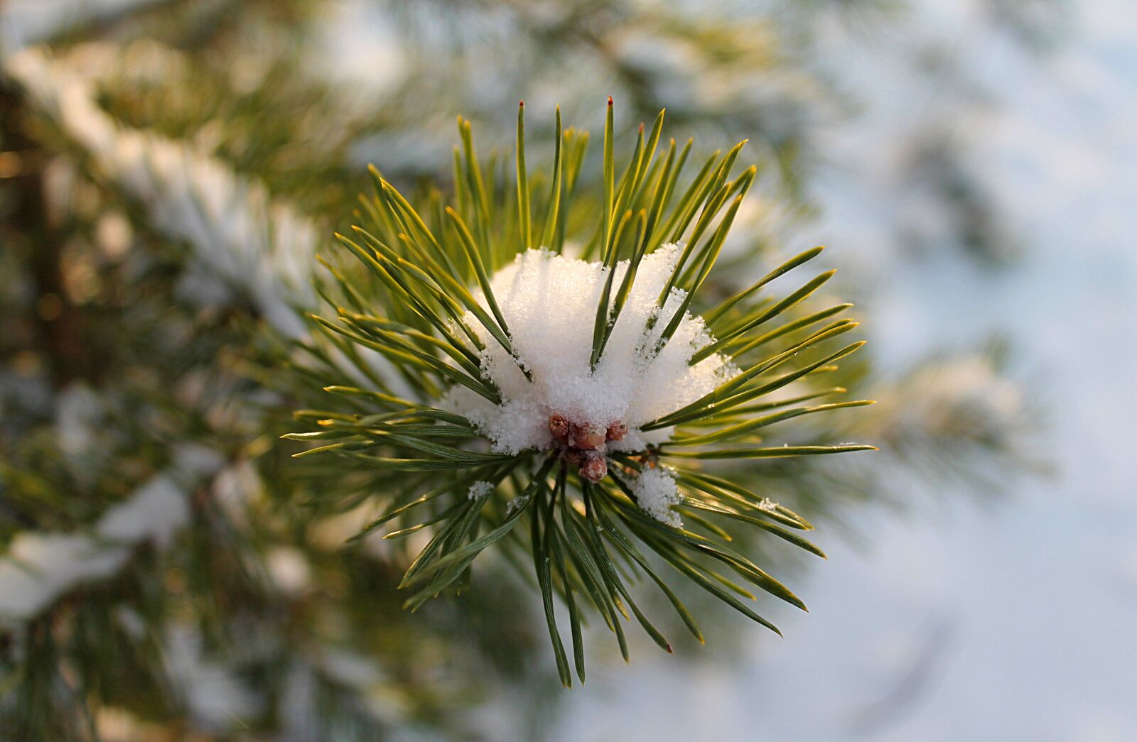 Canon EOS 1100D (EOS Rebel T3 / EOS Kiss X50) sample photo. Winter, snow, spruce photography