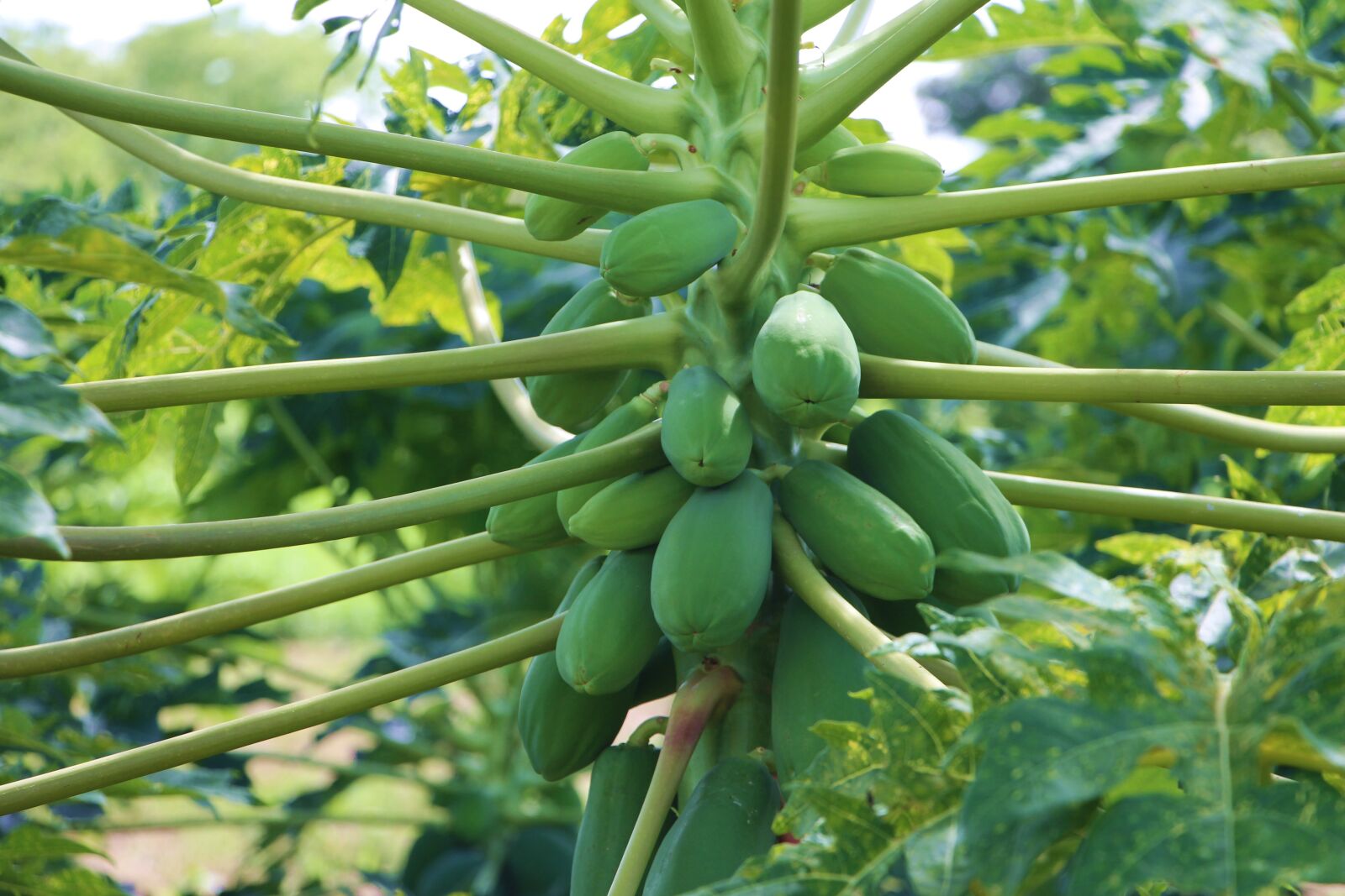Canon EOS 700D (EOS Rebel T5i / EOS Kiss X7i) sample photo. Agriculture, papaya, fruit photography