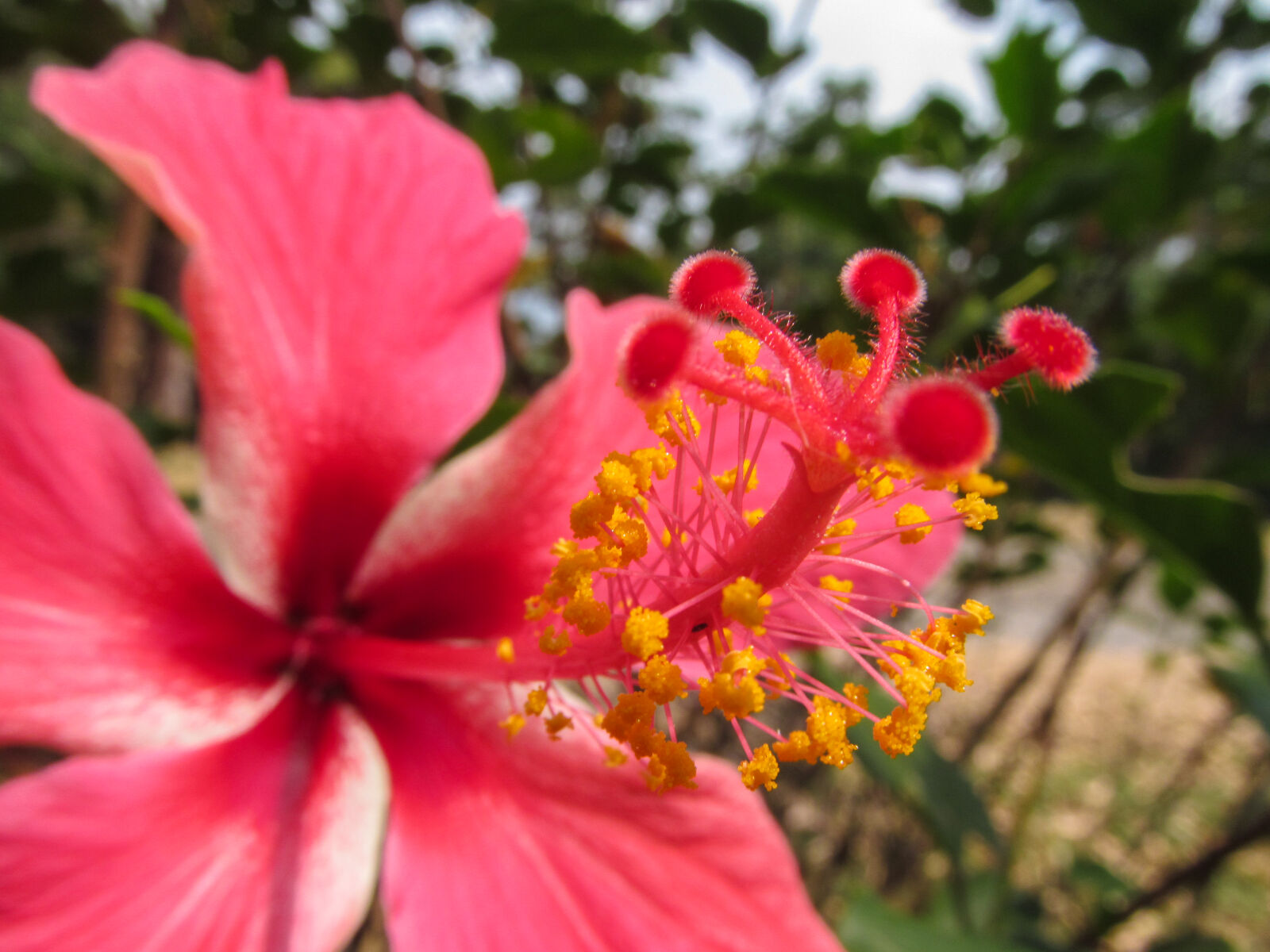 Canon PowerShot SX150 IS sample photo. Flower, flowers, nature, pink photography