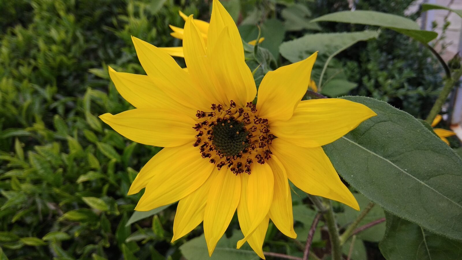 Xiaomi Redmi Note 4 sample photo. Flower, sunflower, sun flower photography