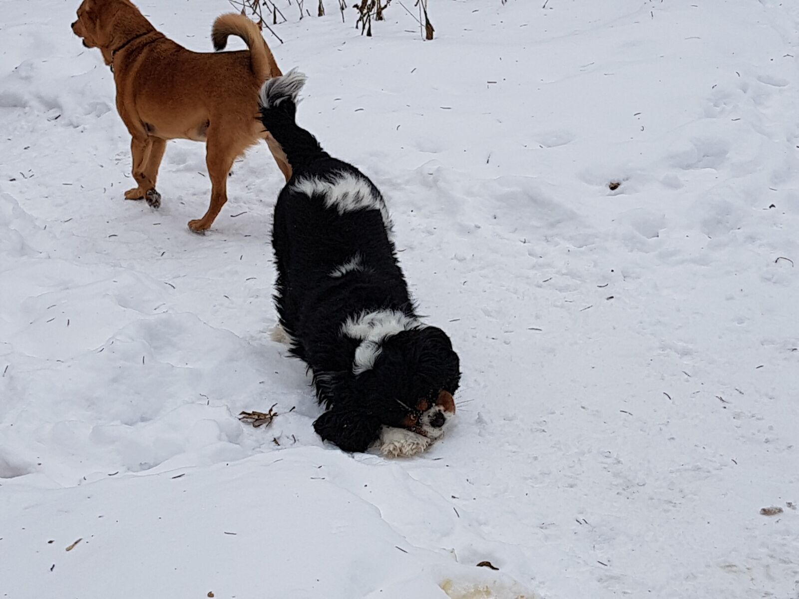 Samsung Galaxy S7 sample photo. Dogs, snow, winter photography