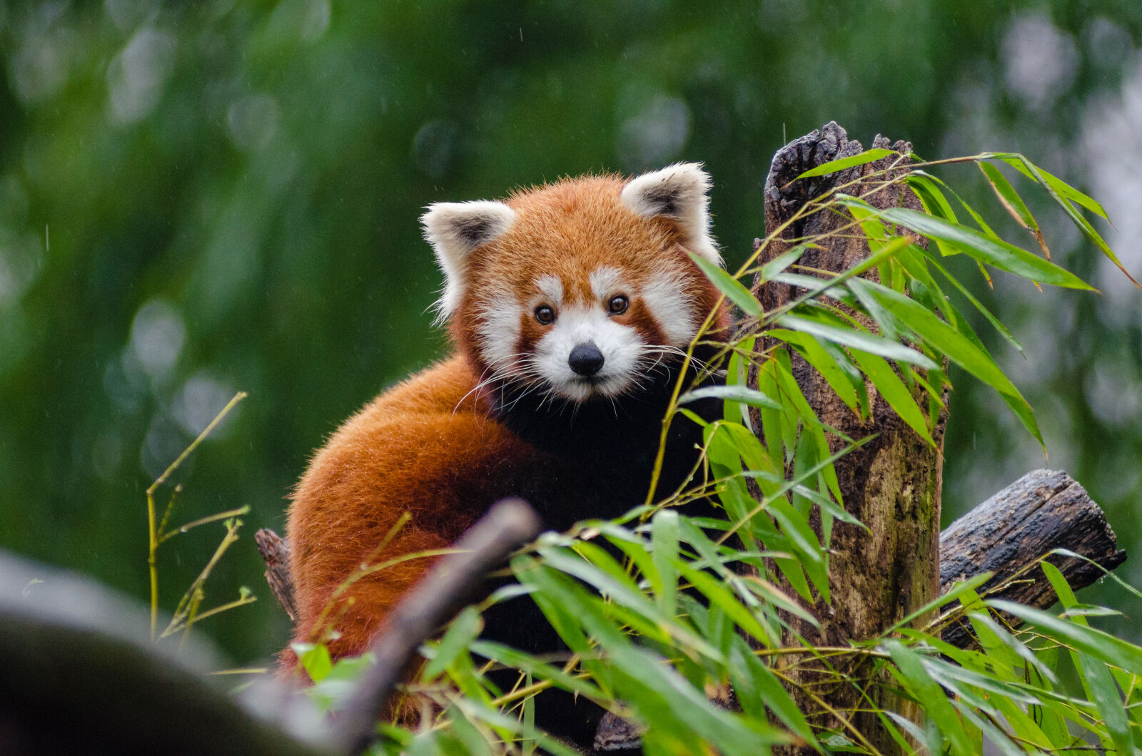 AF Zoom-Nikkor 80-200mm f/2.8 ED sample photo. Red, panda, perching, on photography